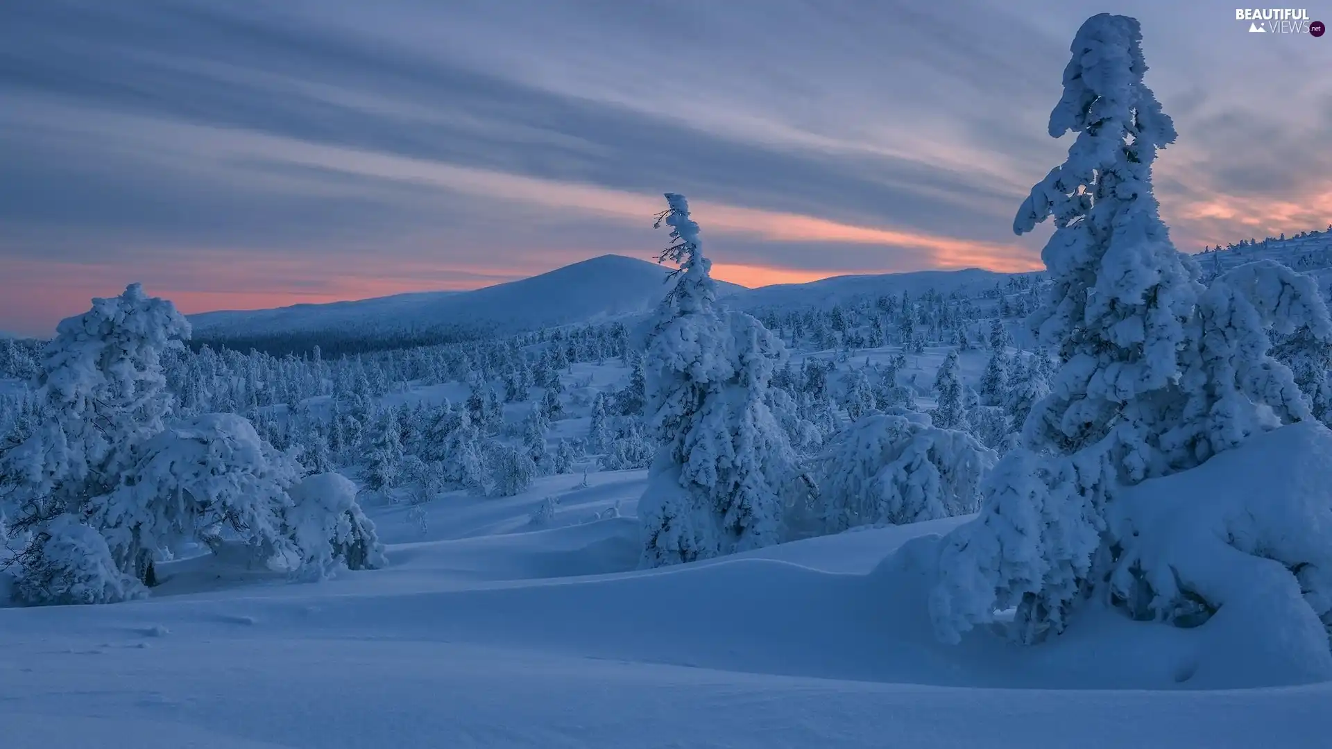 trees, Mountains, Snowy, drifts, viewes, winter