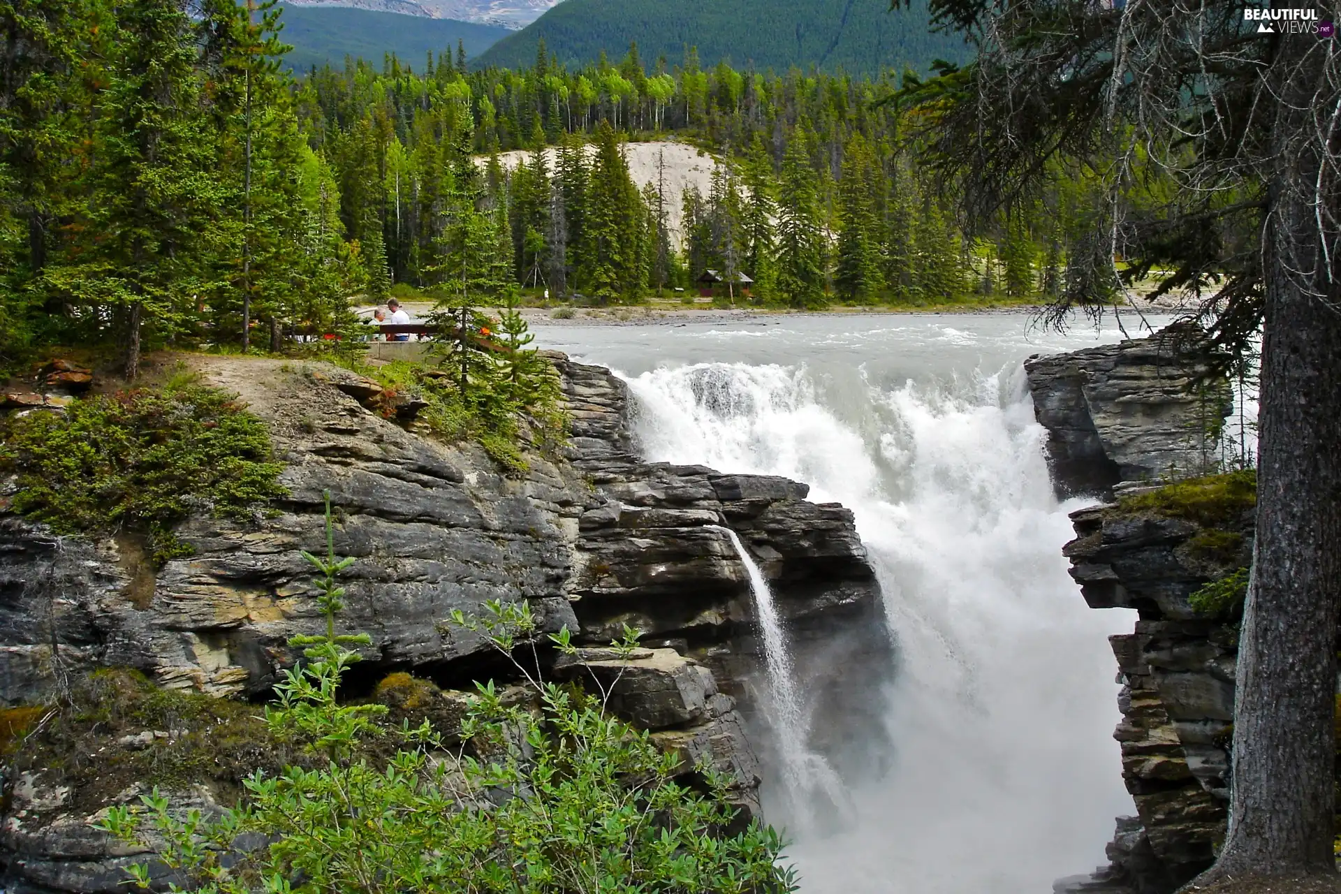 drops, water, forest, rocks, waterfall