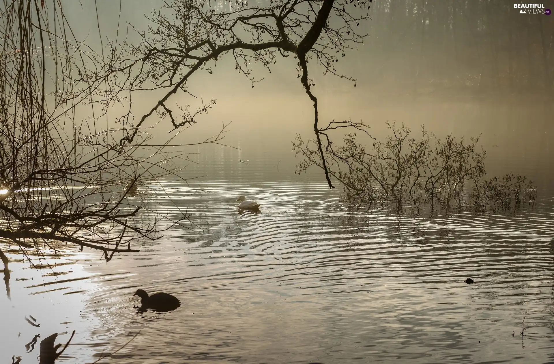 viewes, lake, Floating, ducks, branch pics, trees