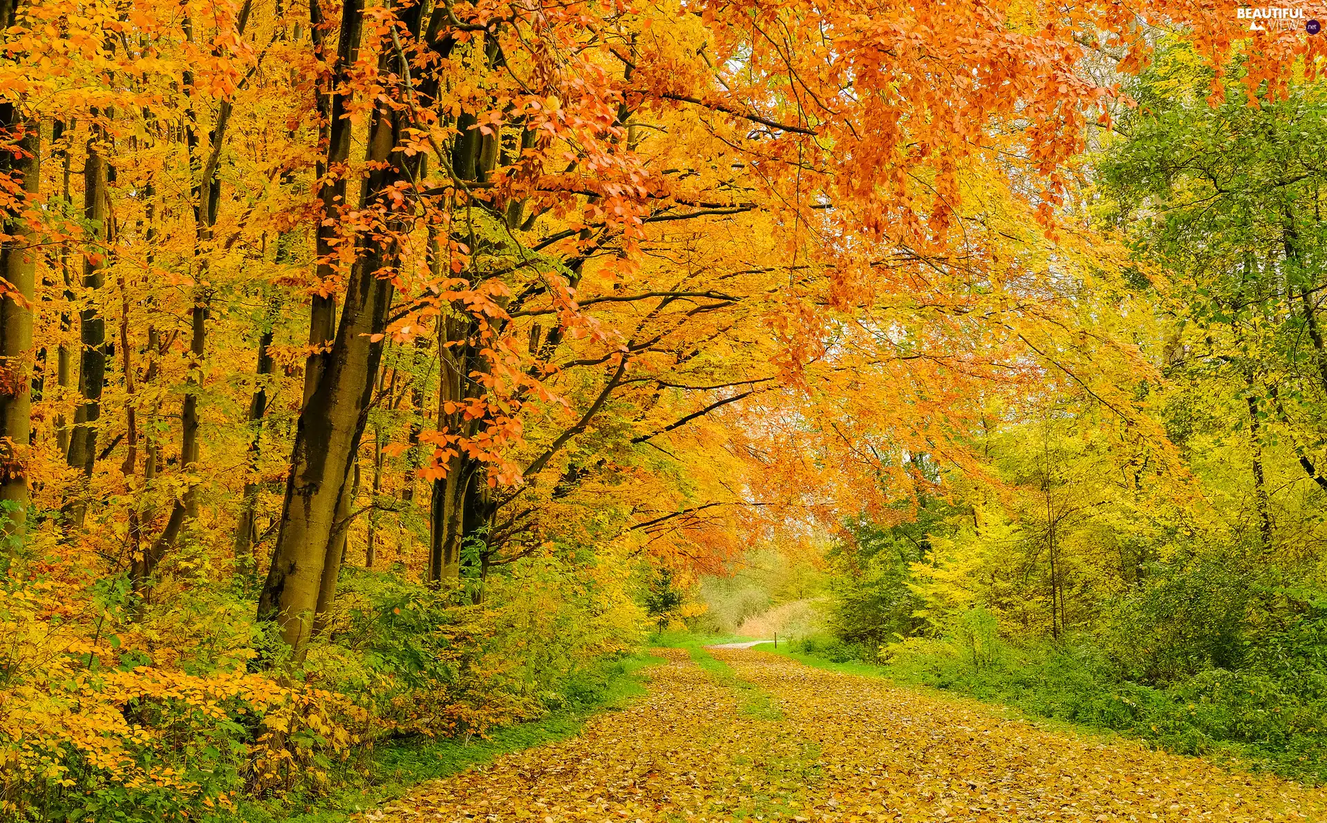 viewes, autumn, Leaf, Way, Yellow, trees, forest, fallen