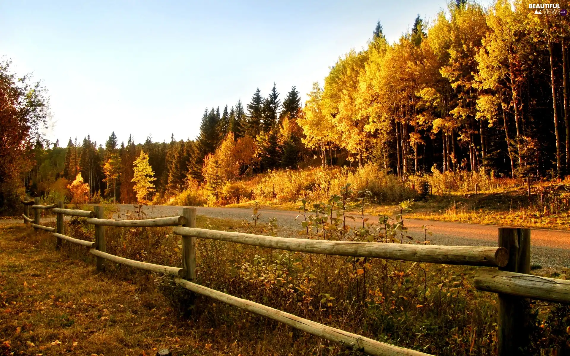 autumn, Way, Fance, forest