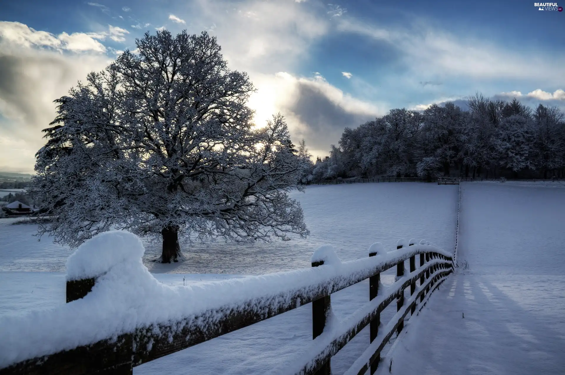 Fance, trees, snow