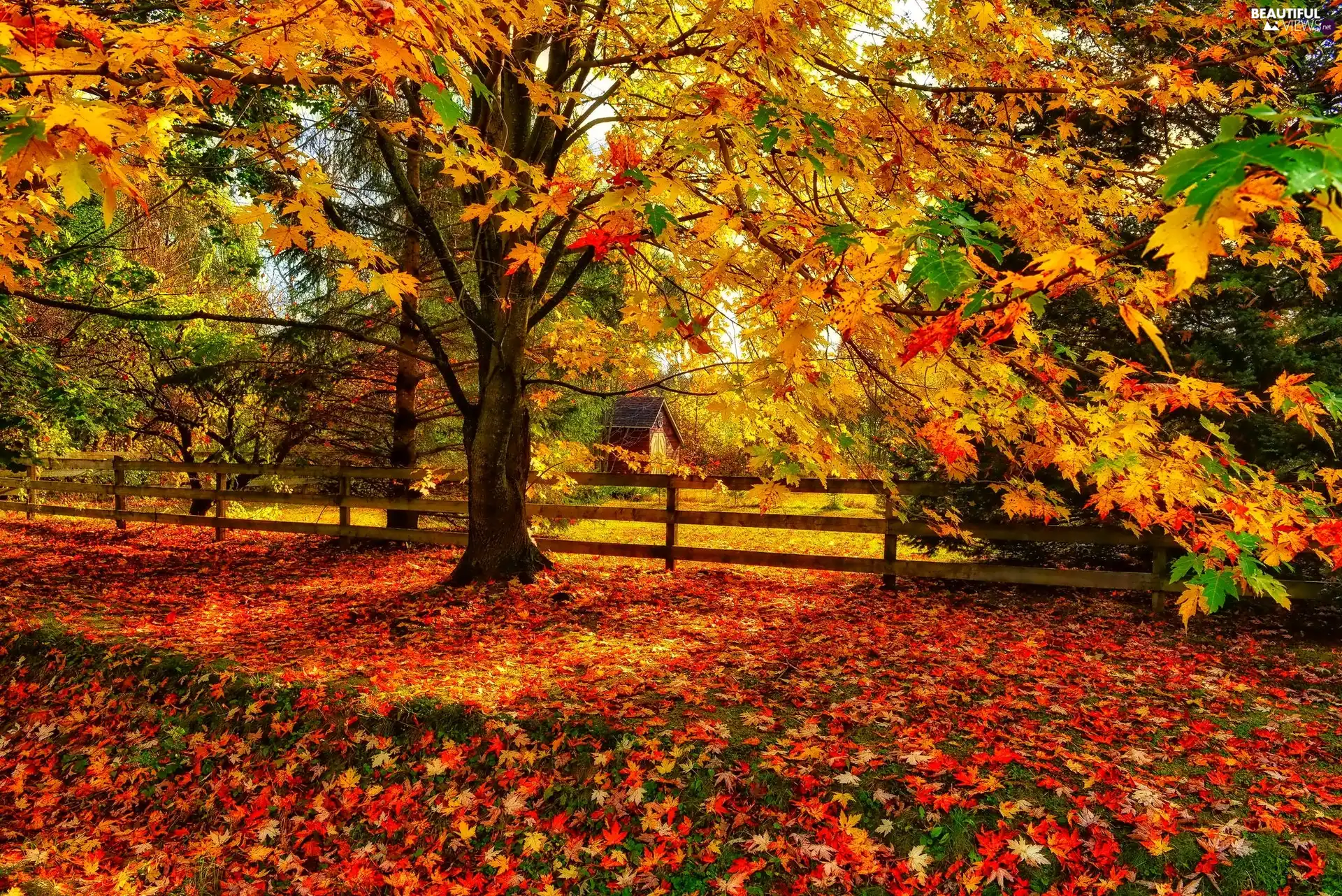 maple, color, autumn, Leaf, house, viewes, trees, fence