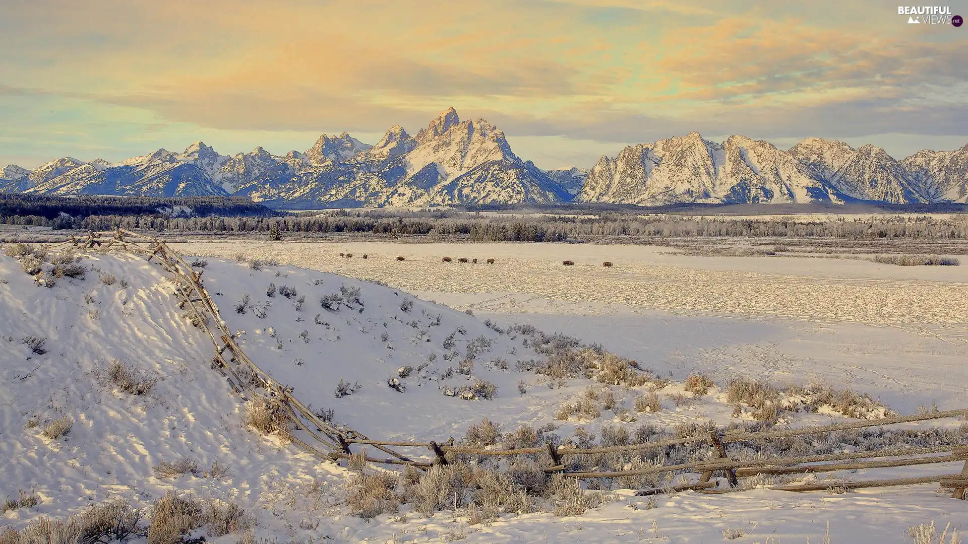 fence, bison, snow, Mountains, winter