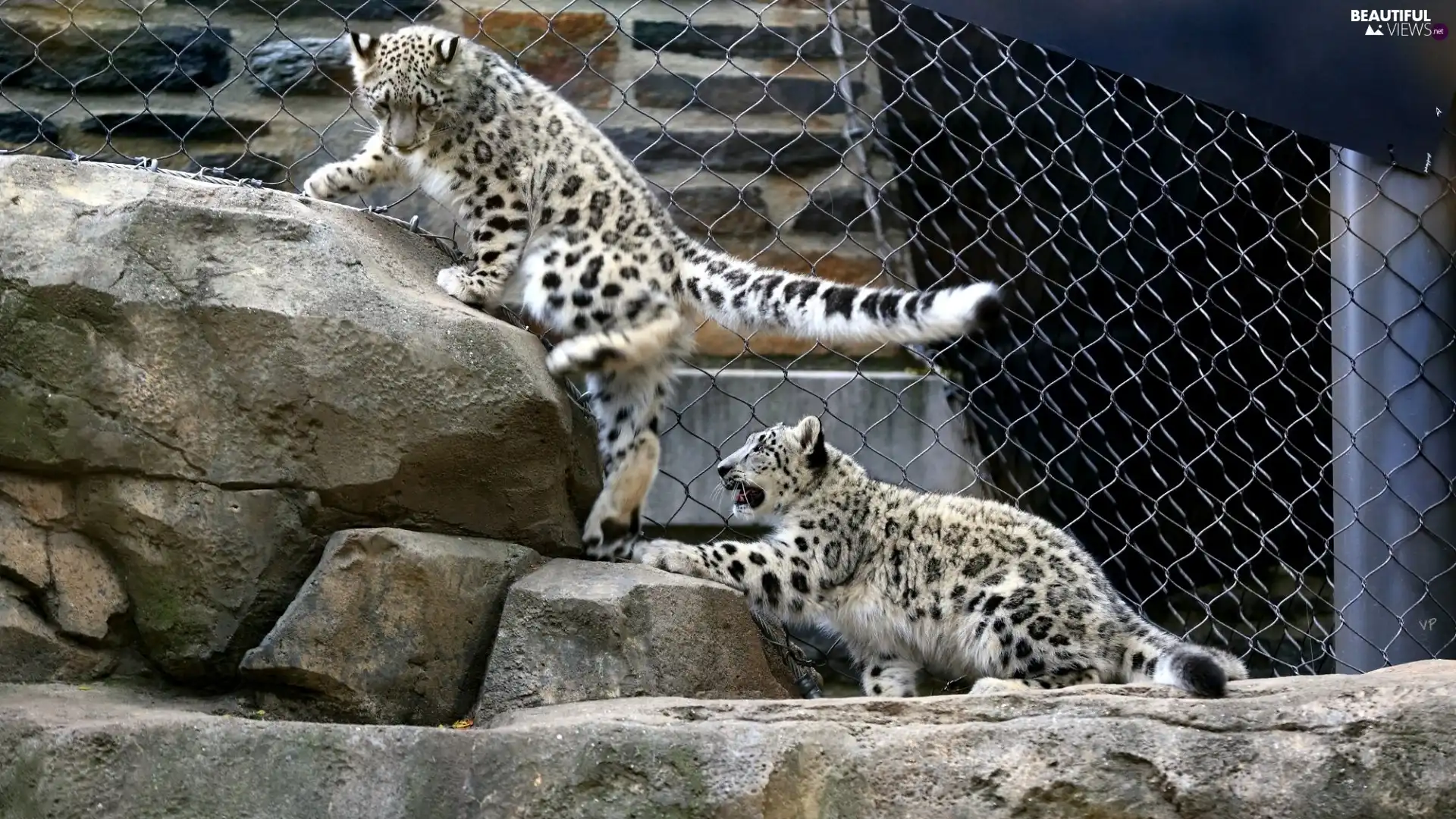 fence, Irbisy, snow, rocks, Panthers