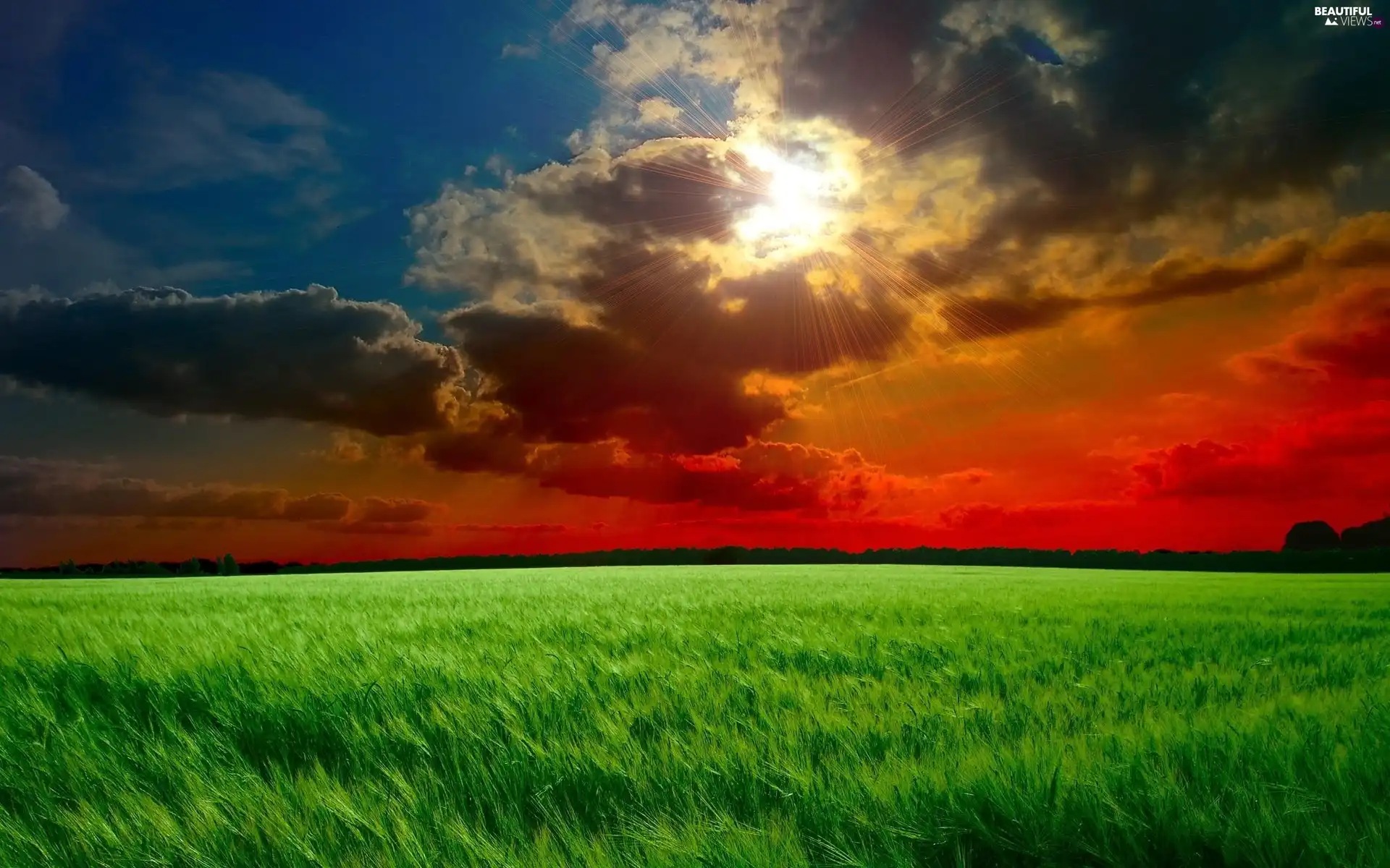 field, cereals, sun, clouds, west