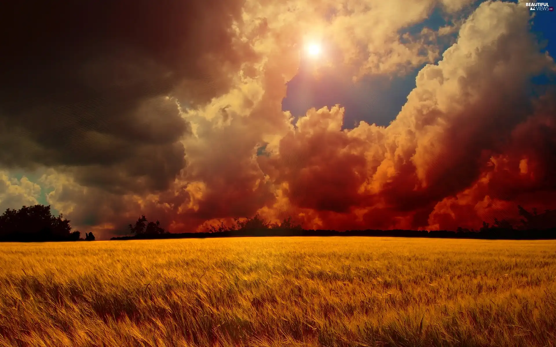 field, cereals, sun, clouds, west