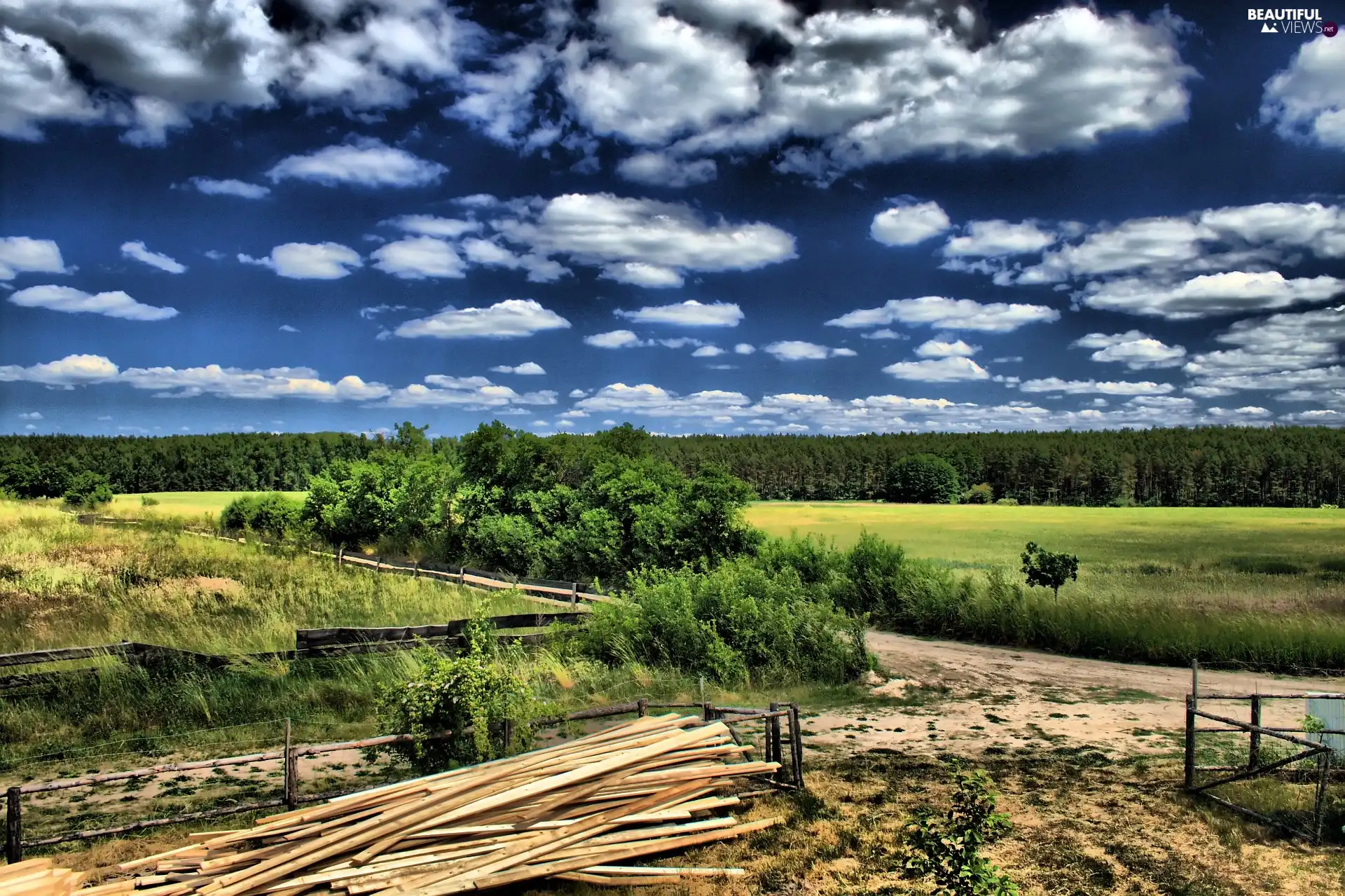 field, clouds, trees, viewes, forest