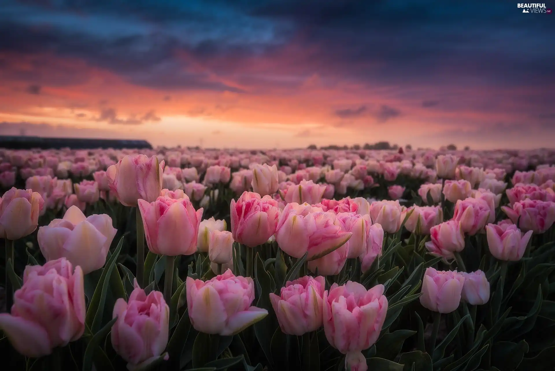 Pink, Field, Great Sunsets, Tulips