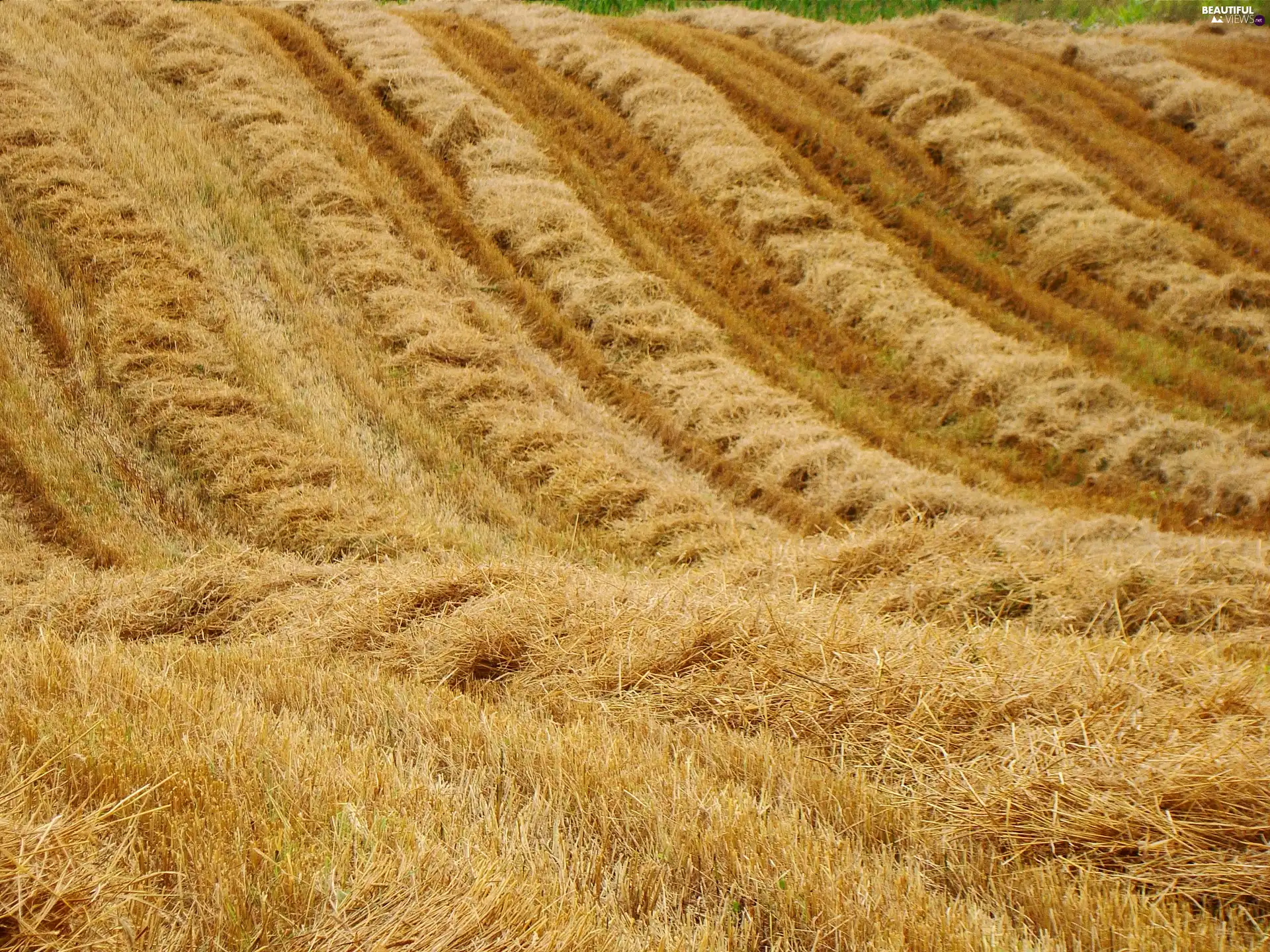 Mazury, field