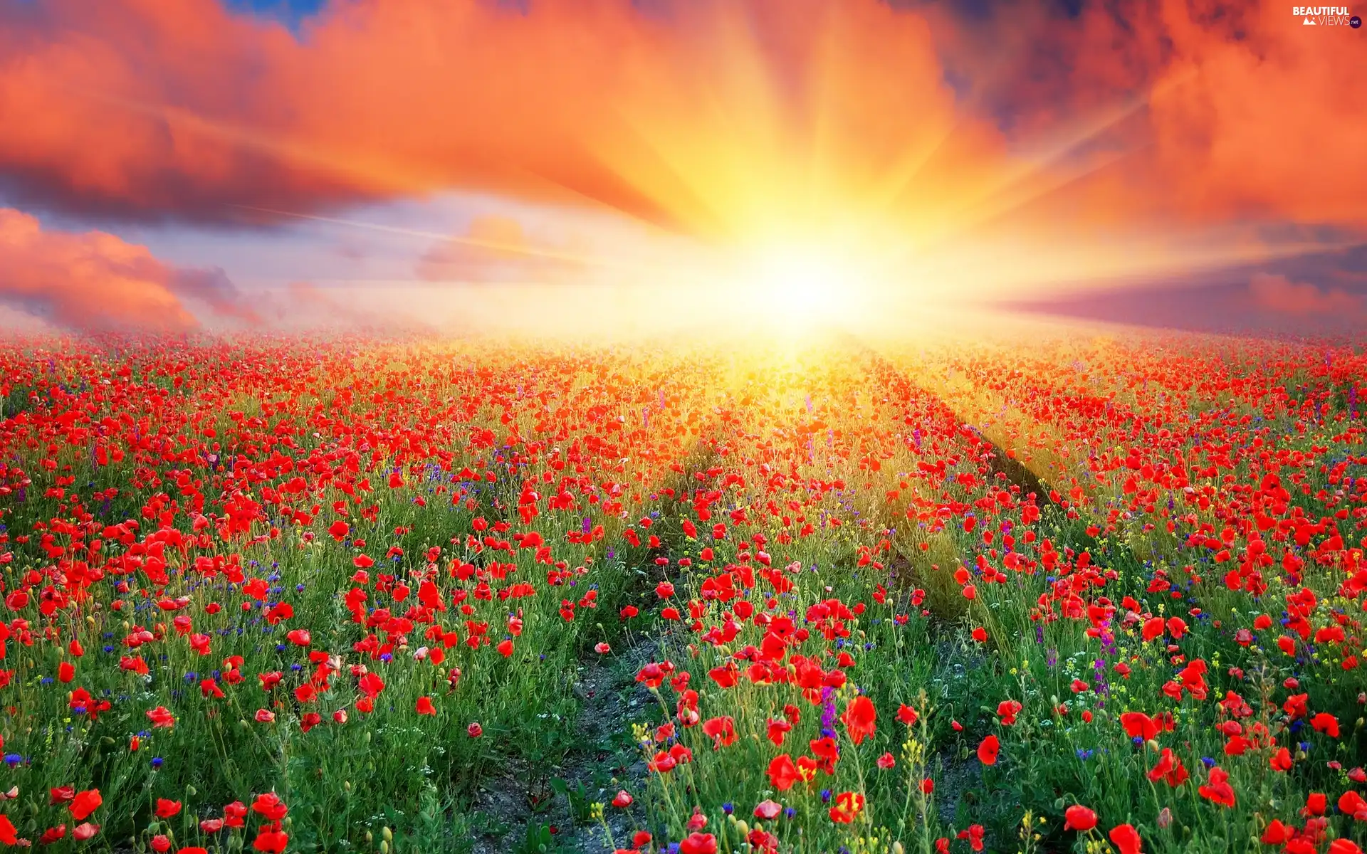 rays, papavers, Field, sun