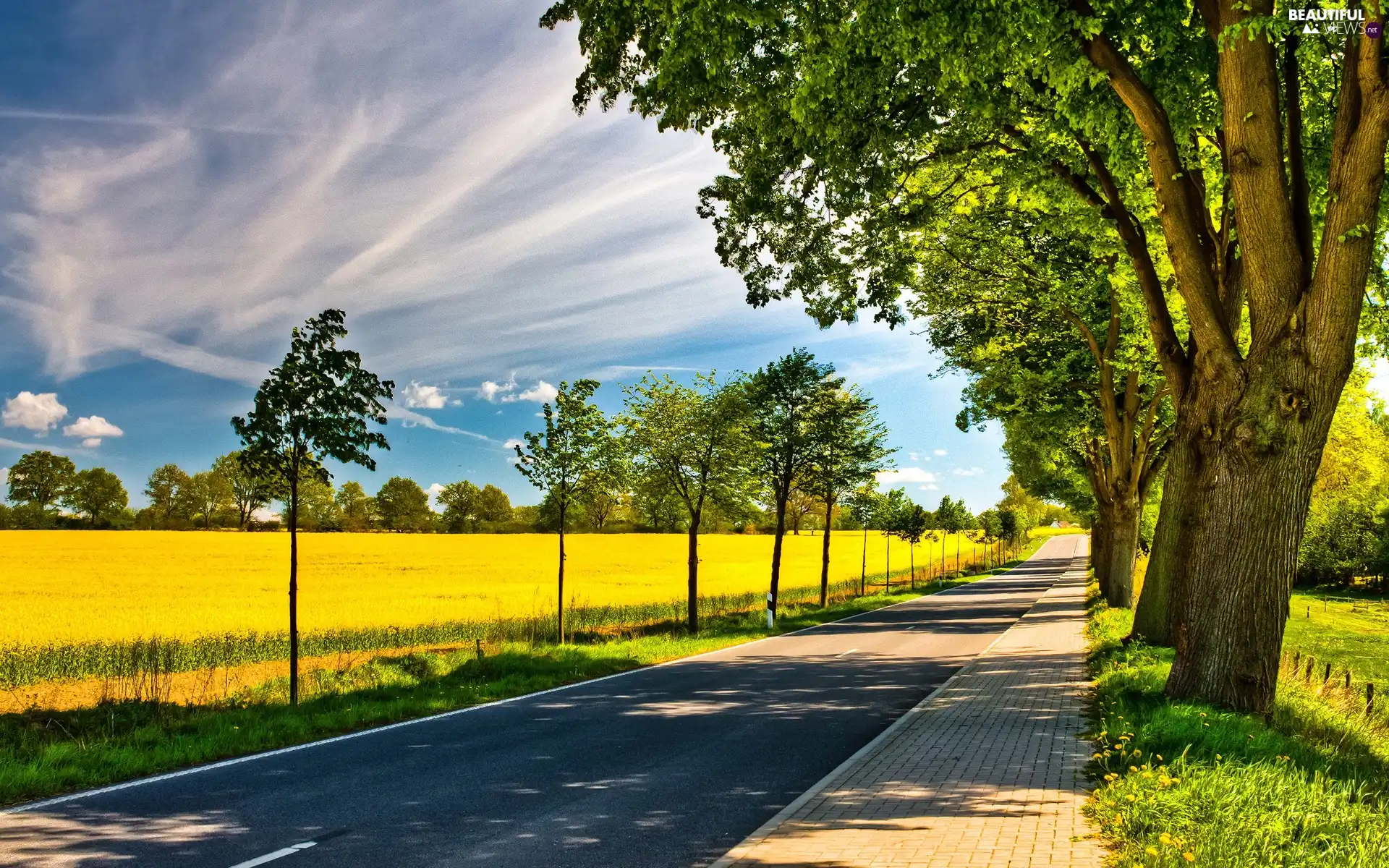 trees, Way, Field, Sky, viewes, Pavement