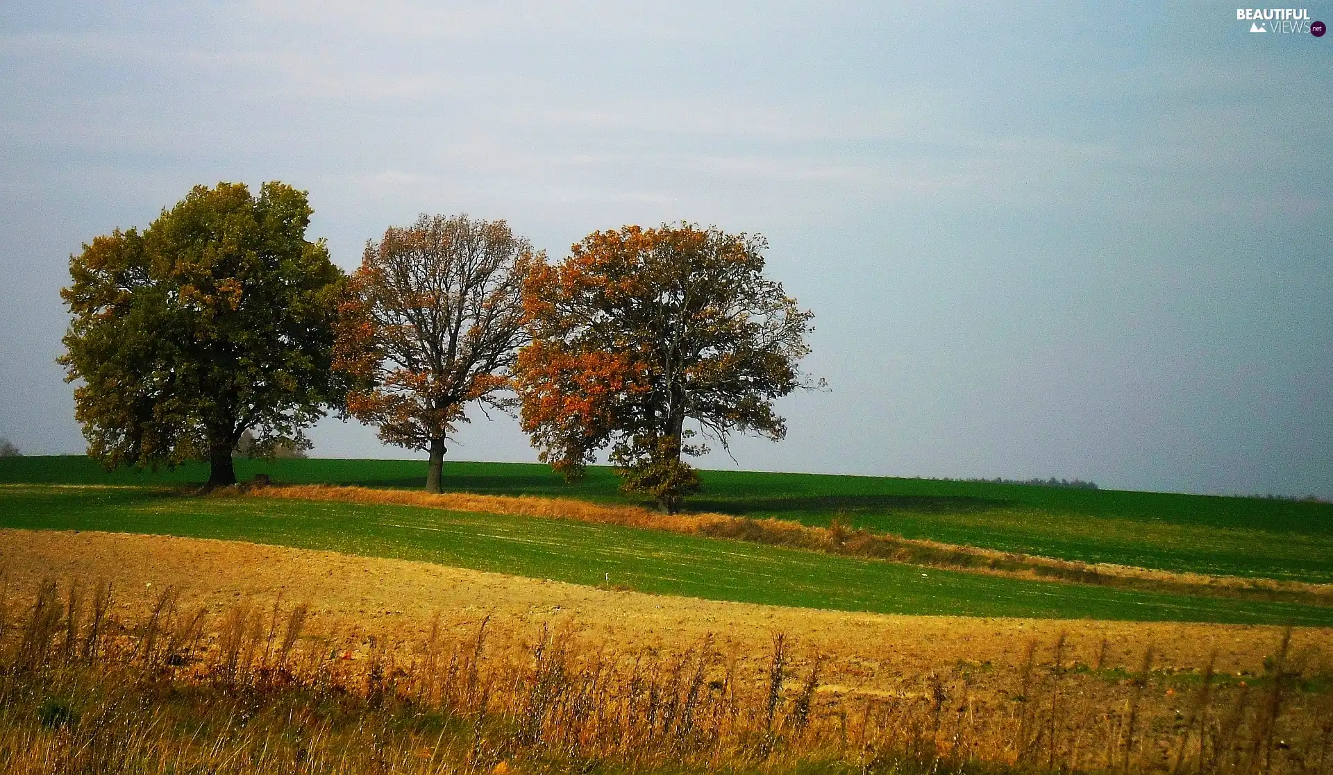 trees, autumn, Field, viewes