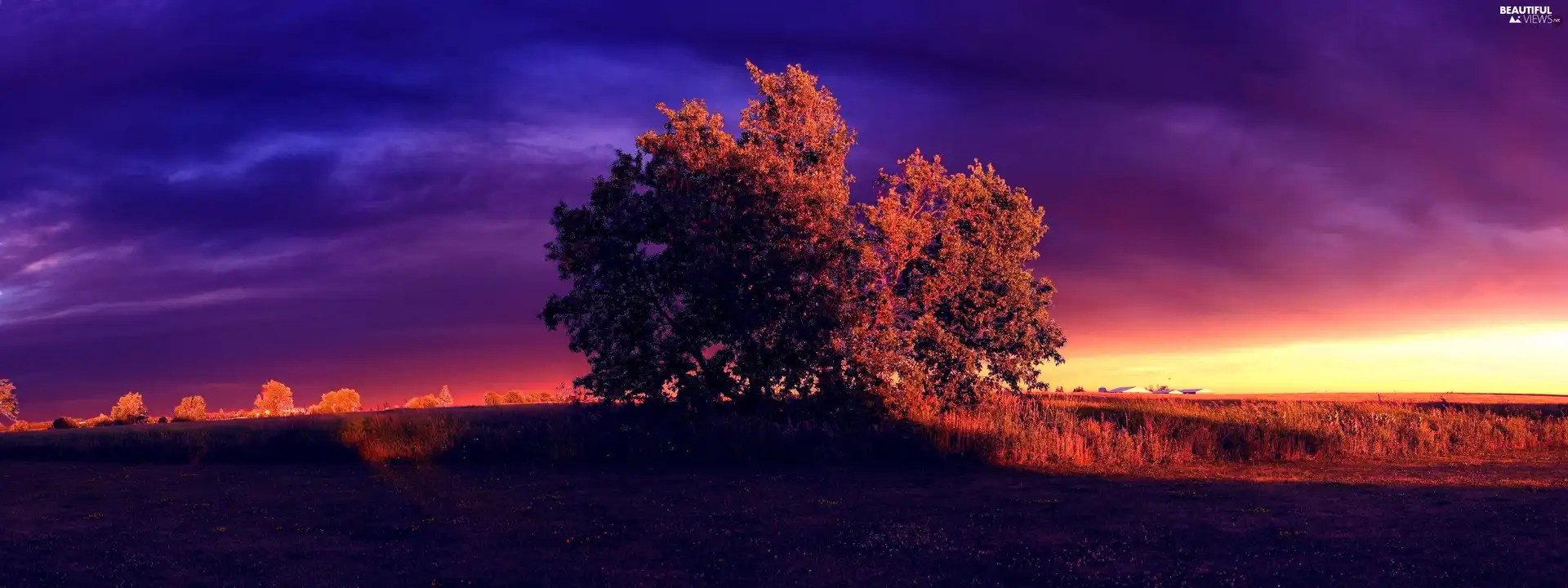 trees, field