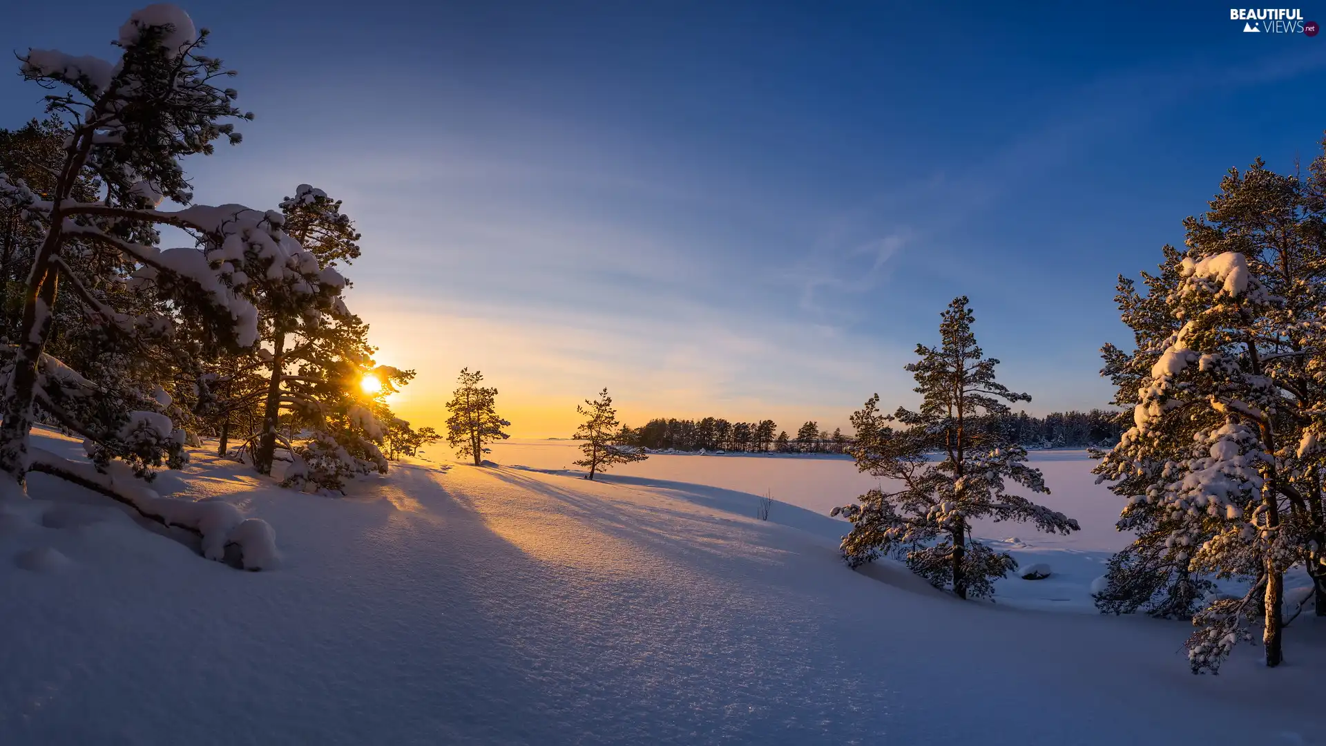 viewes, Snowy, cat, trees, winter, Great Sunsets, Finland