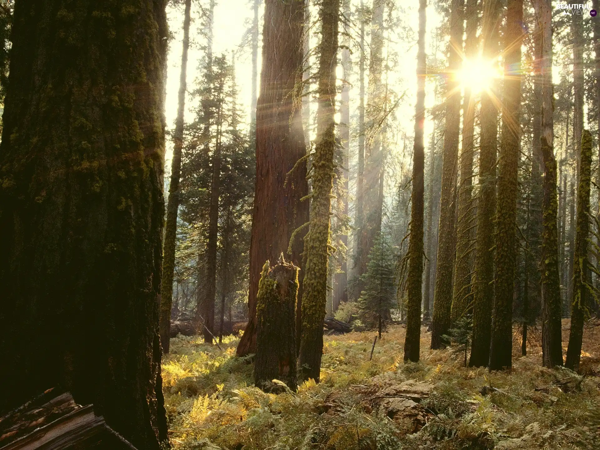 ligh, forest, flash, luminosity, sun, Przebijające