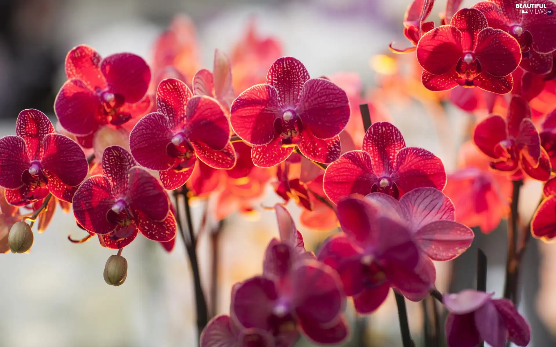 ligh, orchids, flash, luminosity, sun, Przebijające