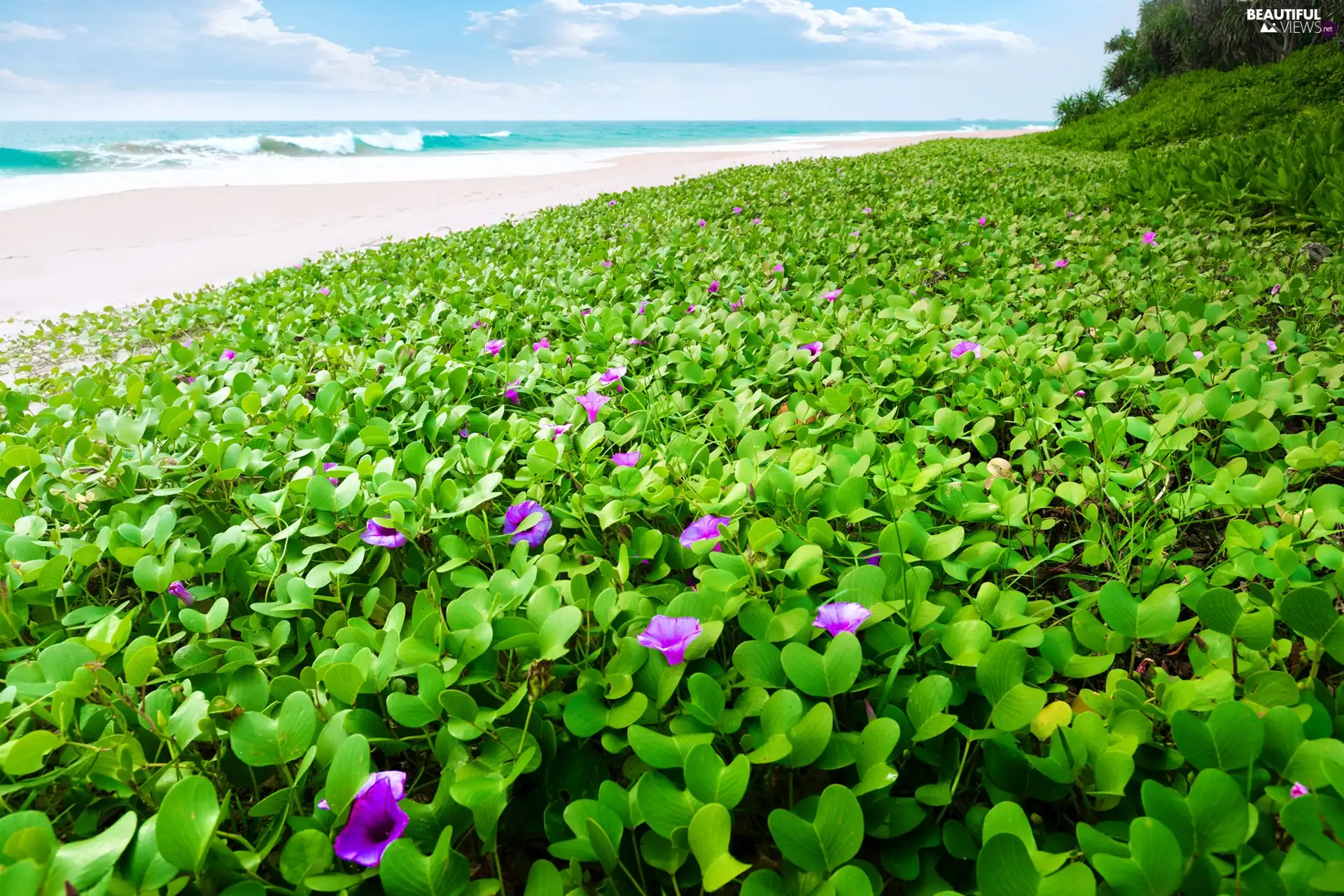 Flowers, sea, Beaches