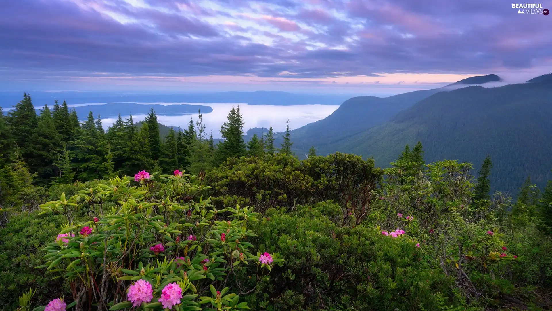 woods, trees, clouds, viewes, rhododendron, Mountains, sea, Flowers