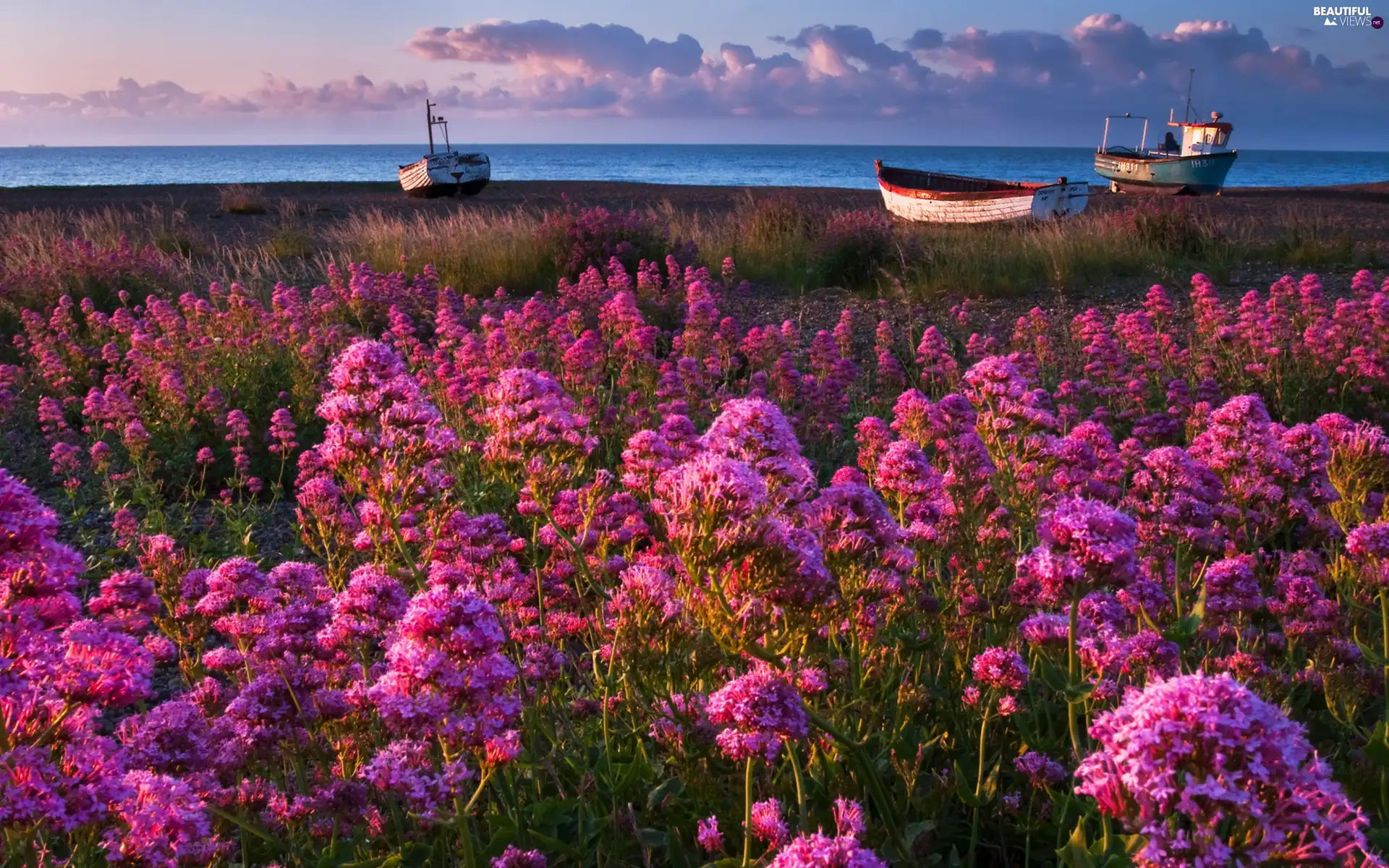 Coast, Meadow, Flowers, Boats