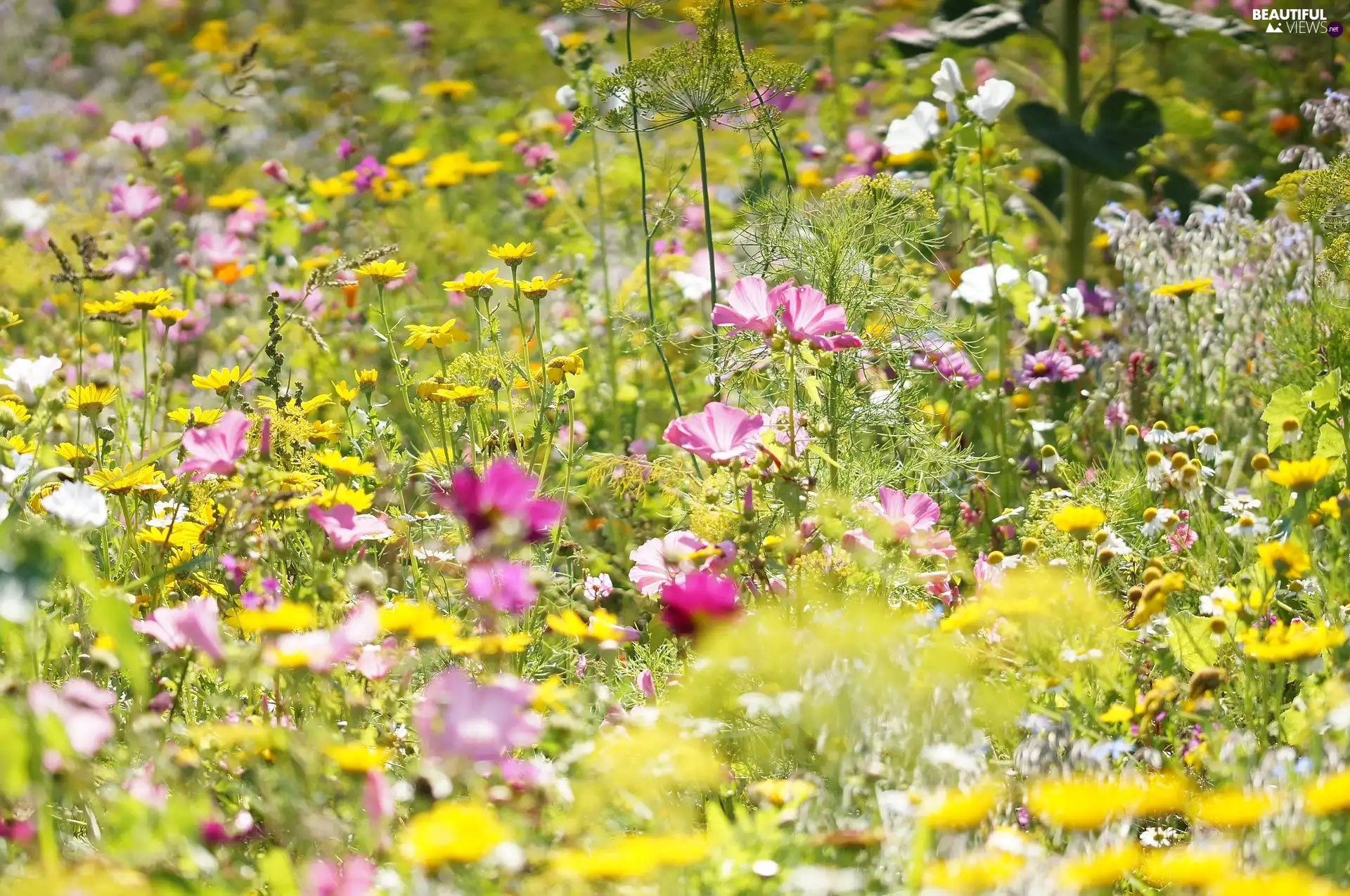 Flowers, Meadow, color - Beautiful views wallpapers: 1920x1275