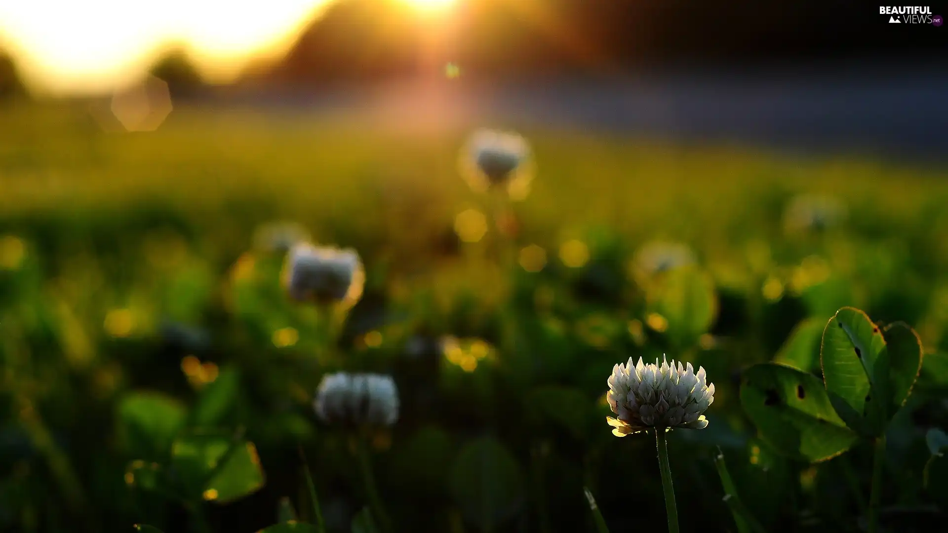 Meadow, flowers