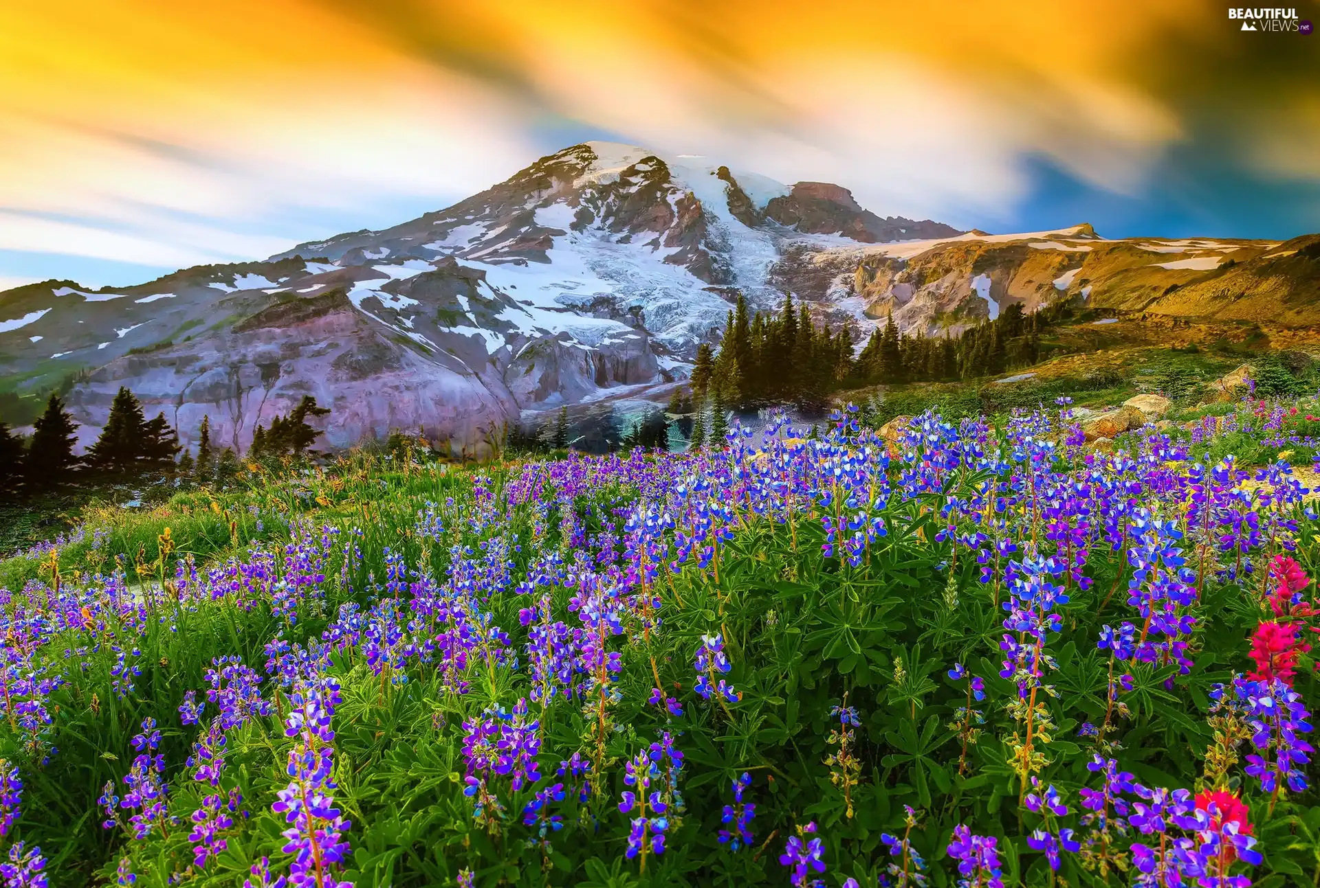 Flowers, Meadow, Gory, Sky, Landscapes