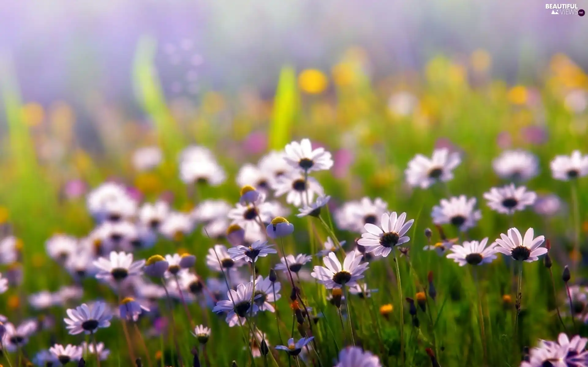 Flowers, Meadow, purple