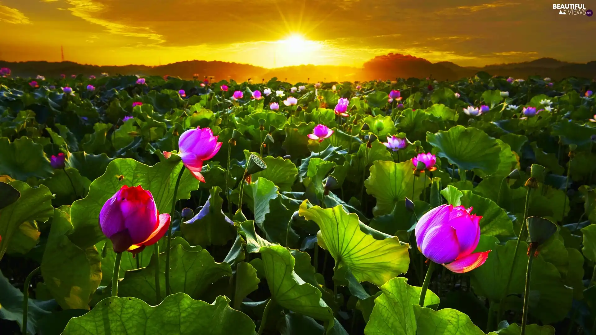 west, Field, flowers, sun