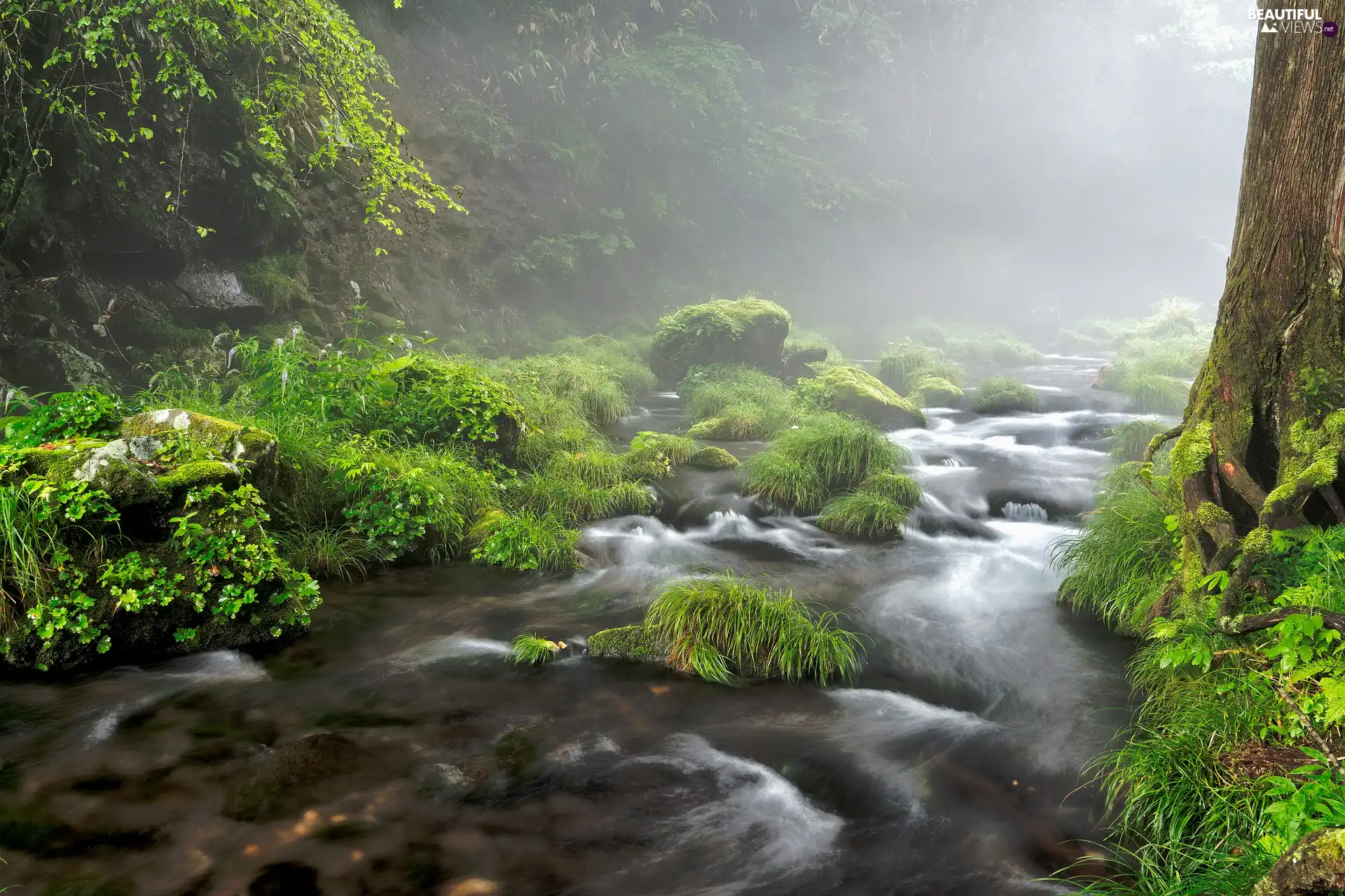 grass, Fog, forest, Stones, River