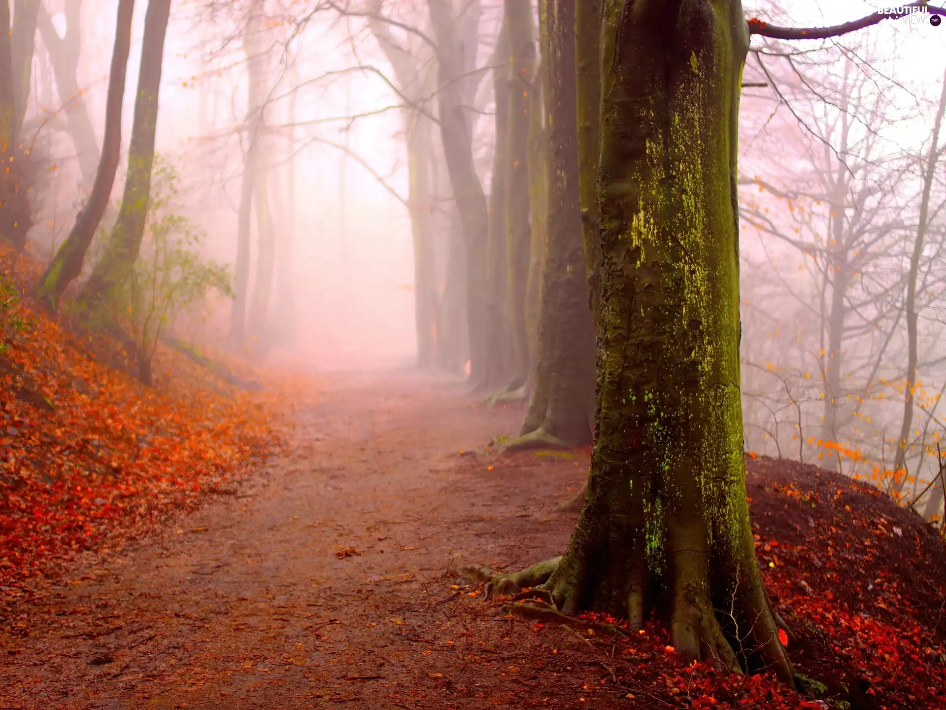 forest, viewes, Fog, trees