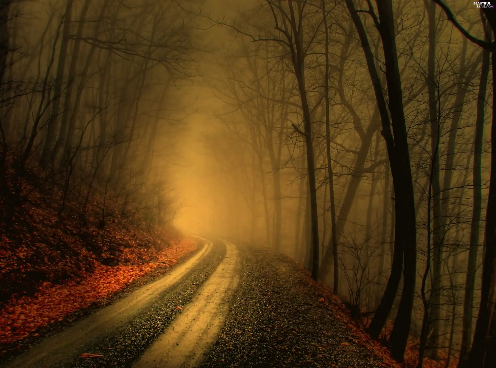 Fog, forest, Path