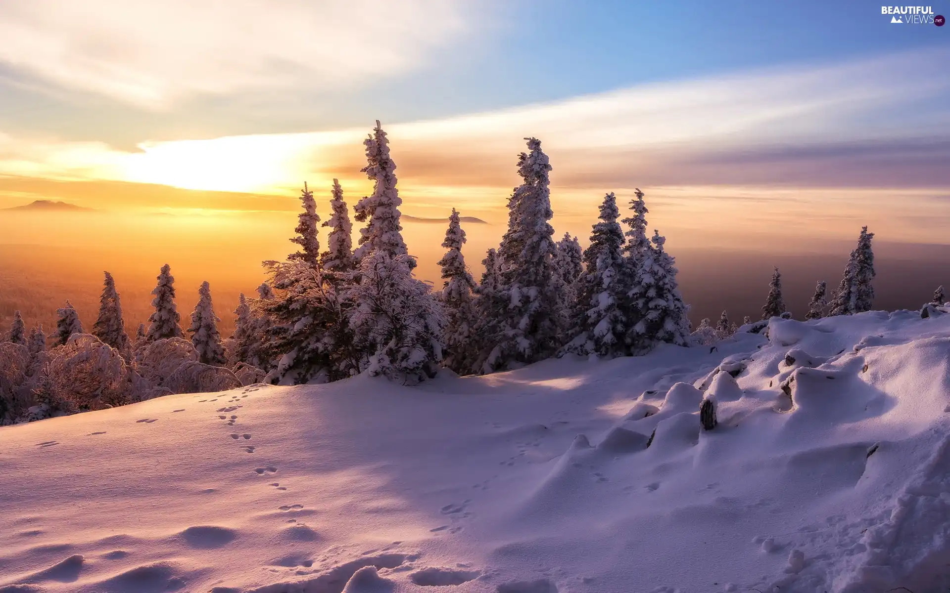 Sunrise, Fog, Snowy, Spruces, winter