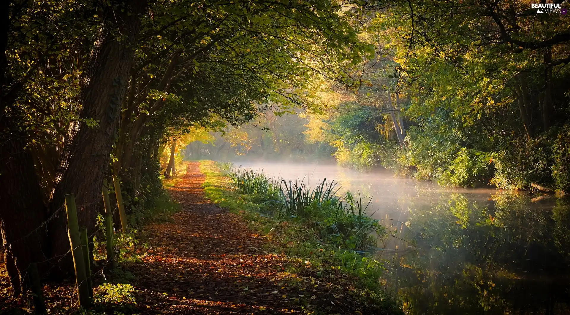 River, Fog, trees, viewes, Path