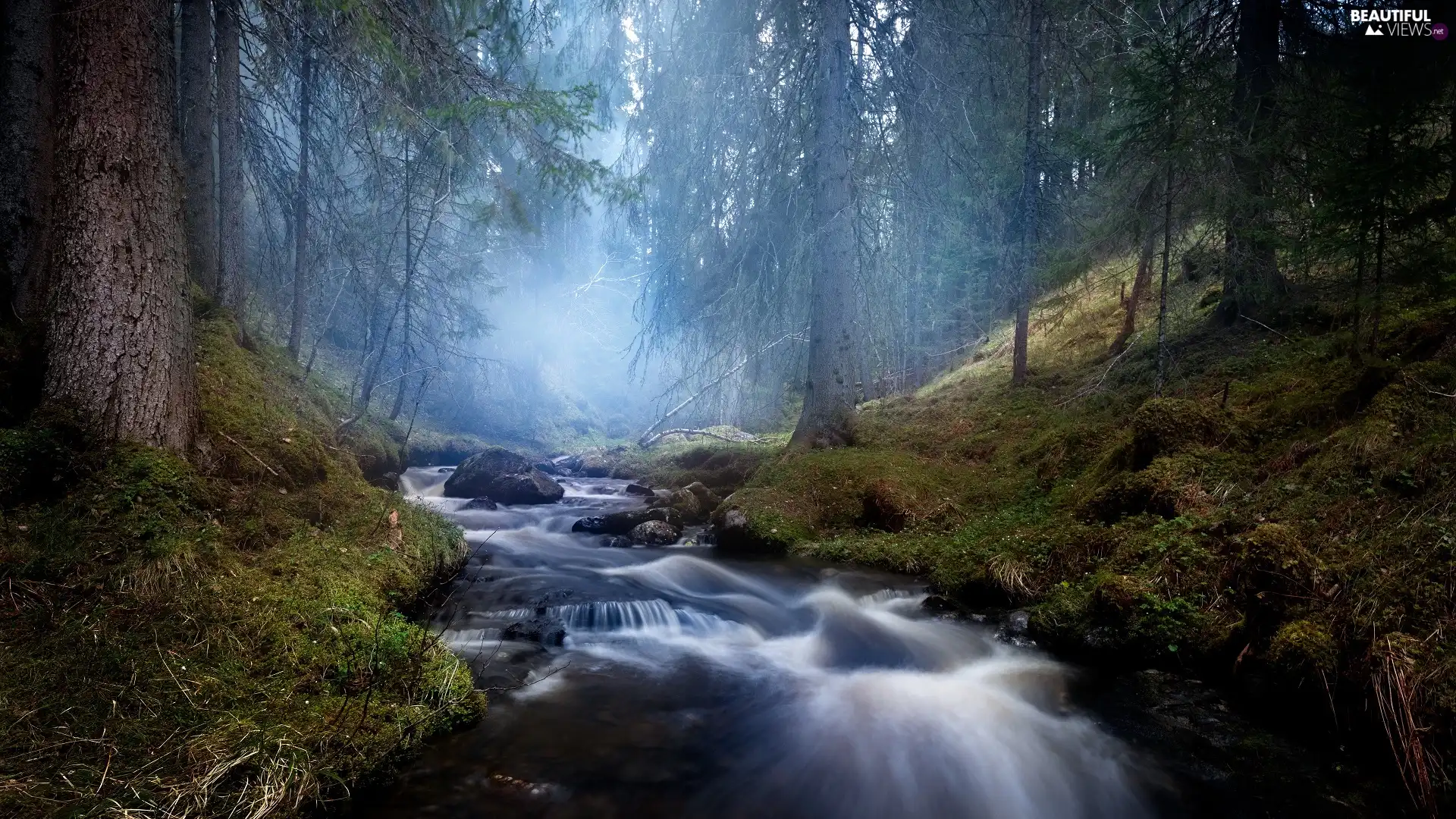 viewes, forest, Stones, Fog, River, trees