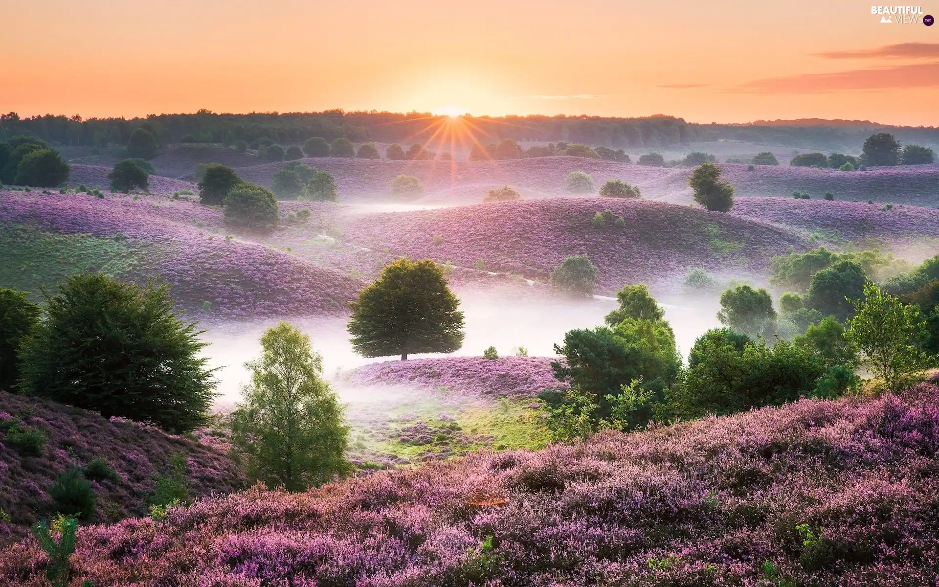 heath, Sunrise, viewes, Fog, trees, The Hills