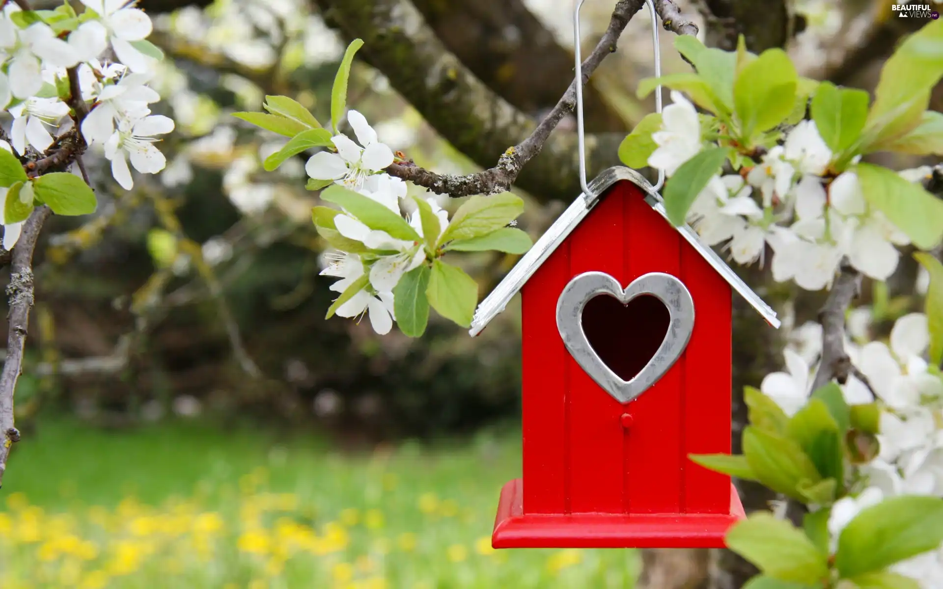 Bird, trees, birds, Meadow, flourishing, for, Spring