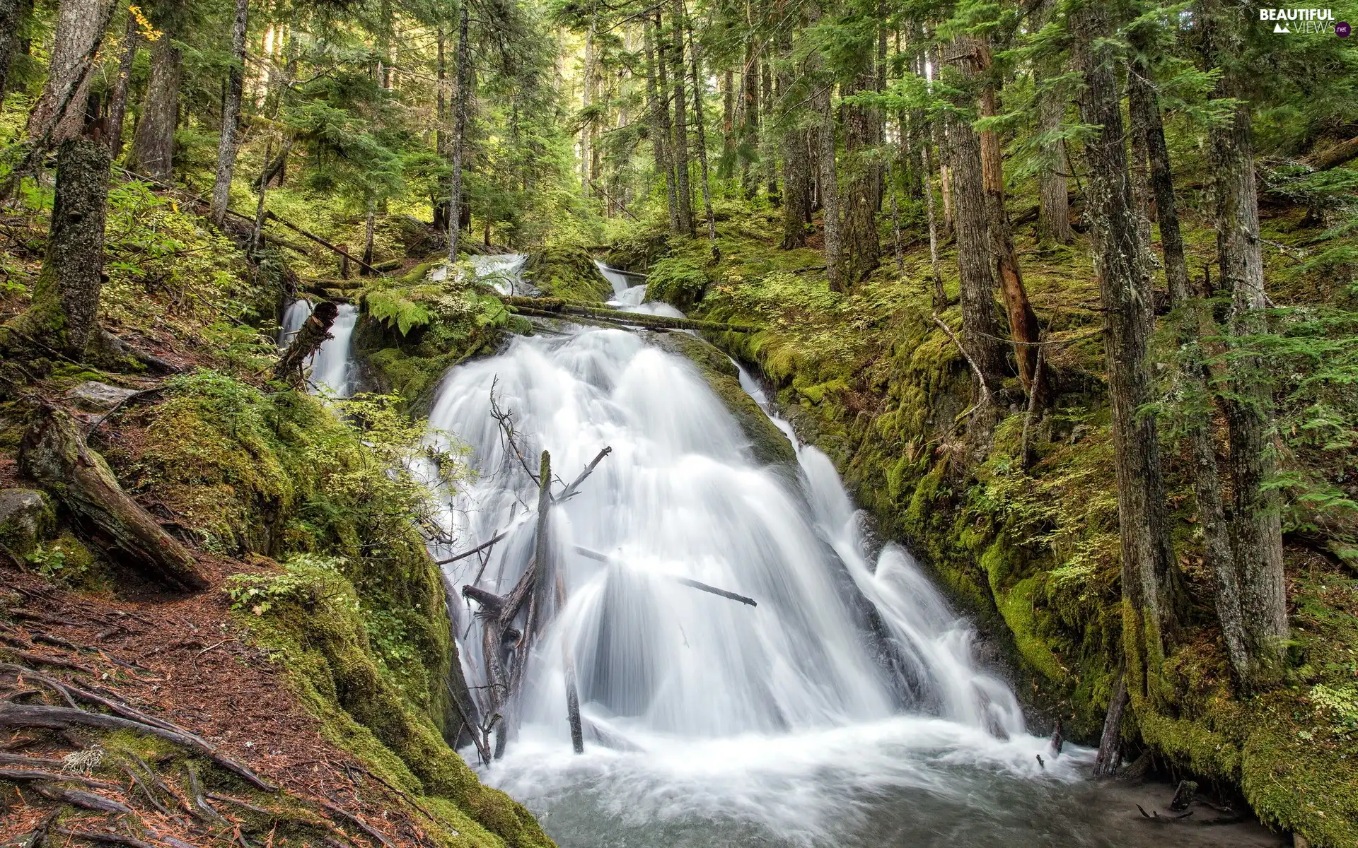 Forest, waterfall, ##