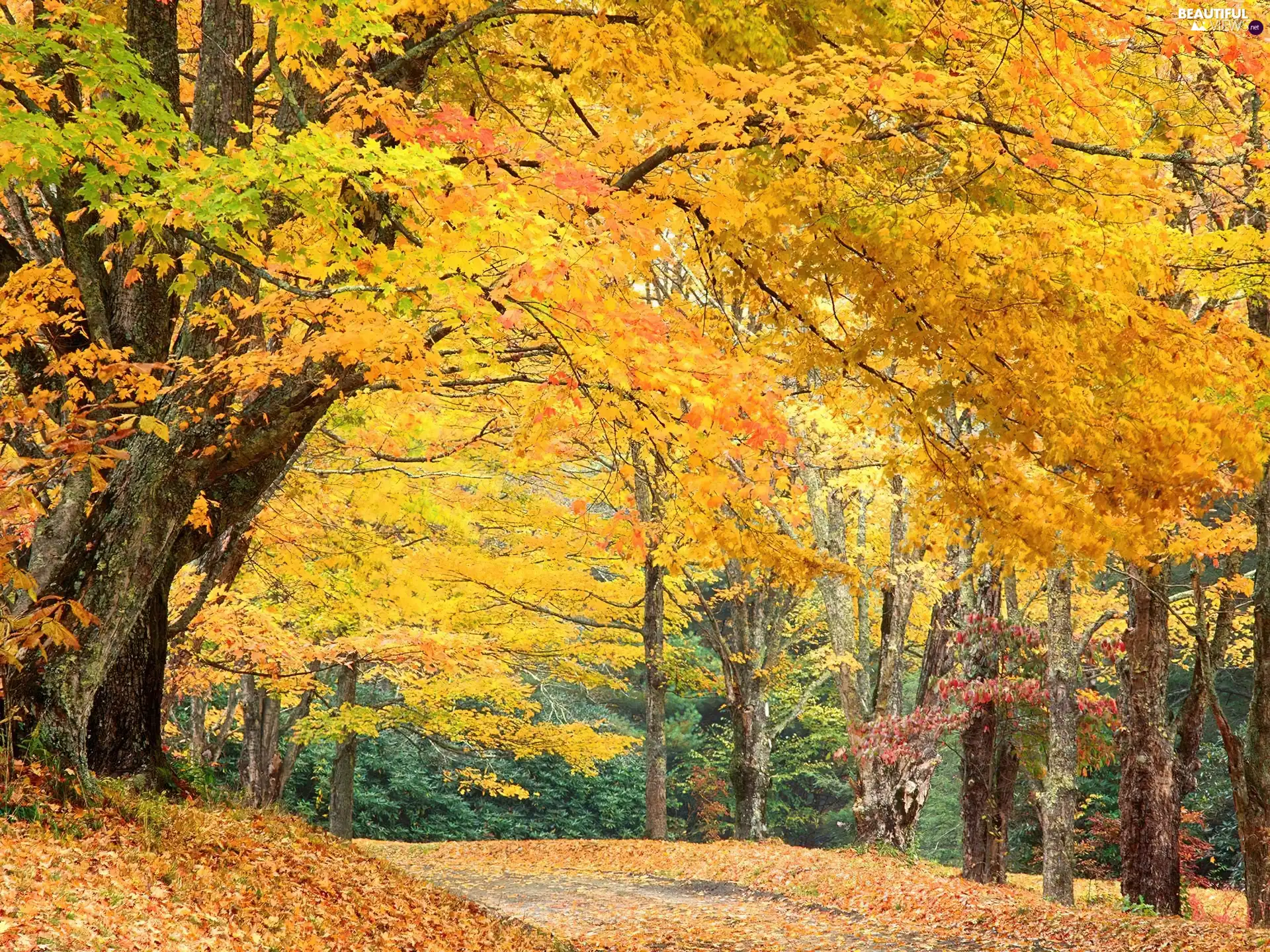 Autumn, forest