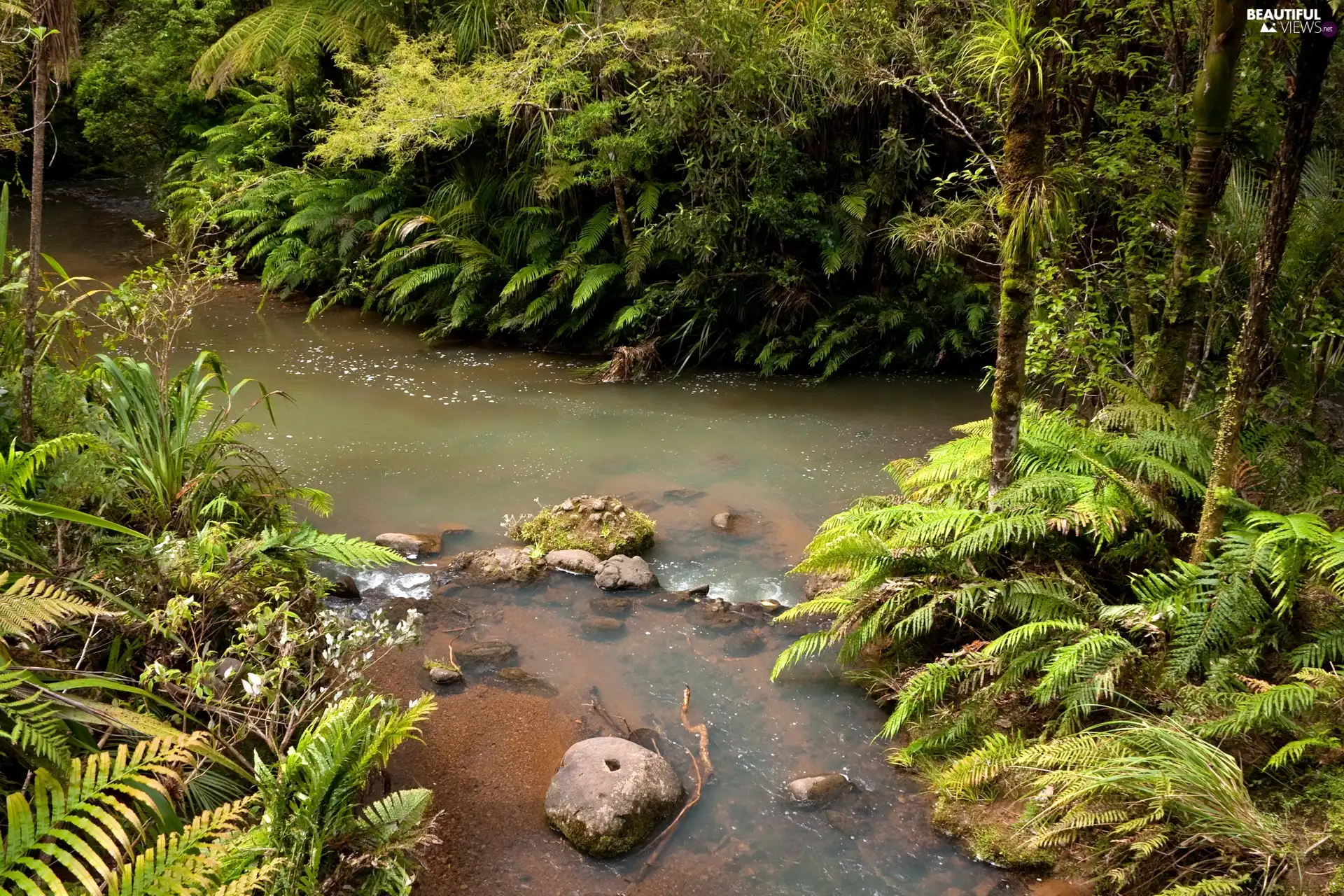 brook, forest