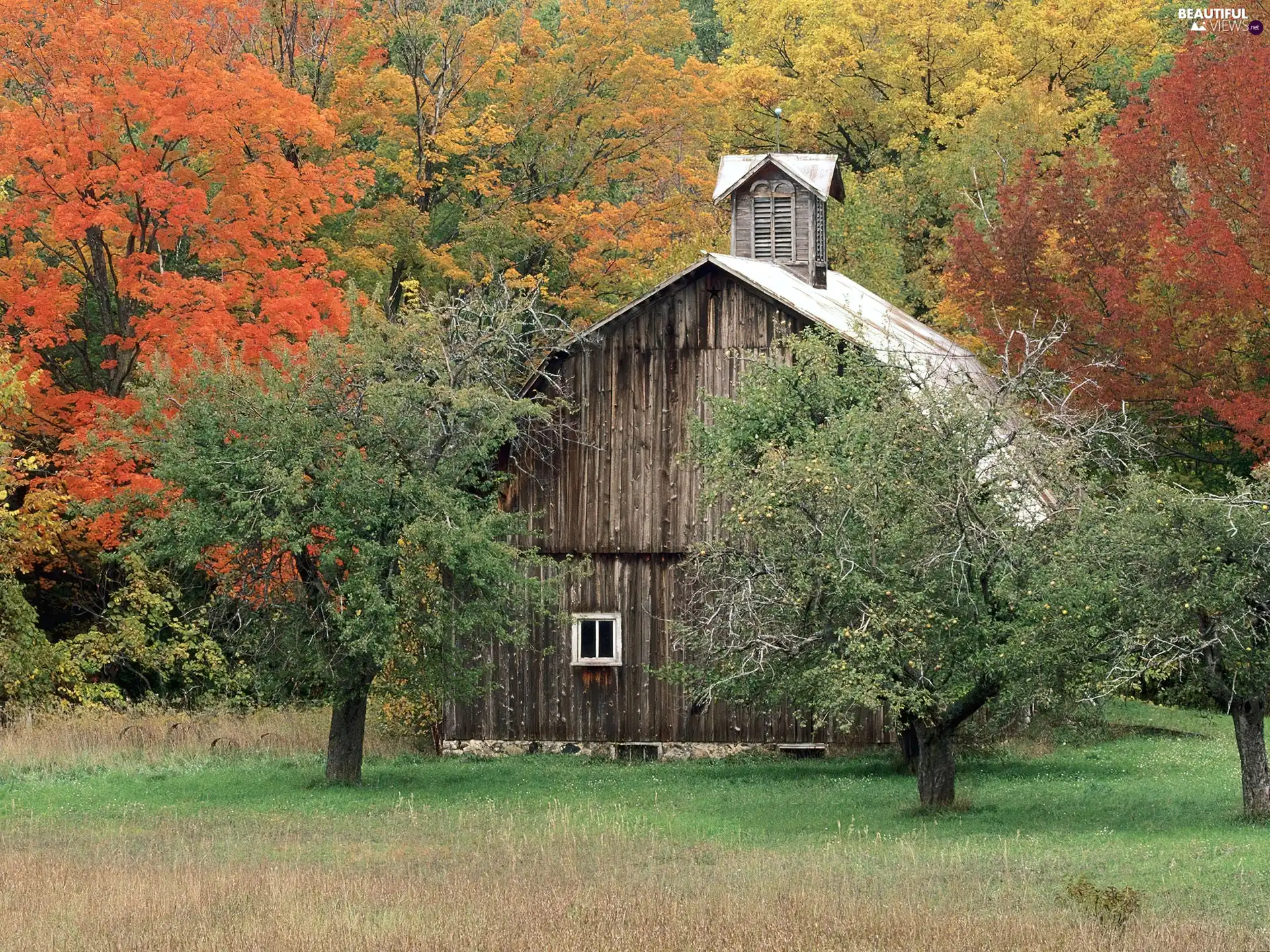 forest, Wooden, chapel