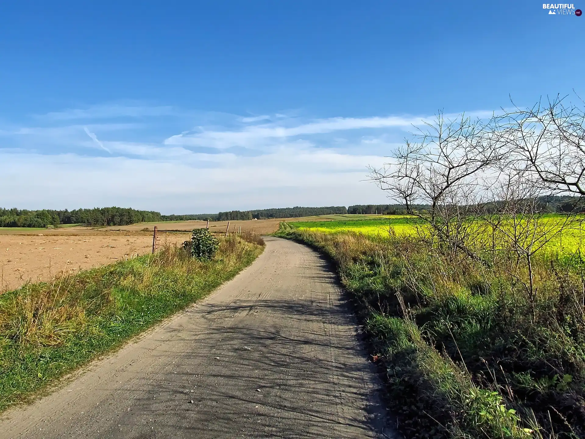 buckwheat, Way, forest, clouds, Bush, field