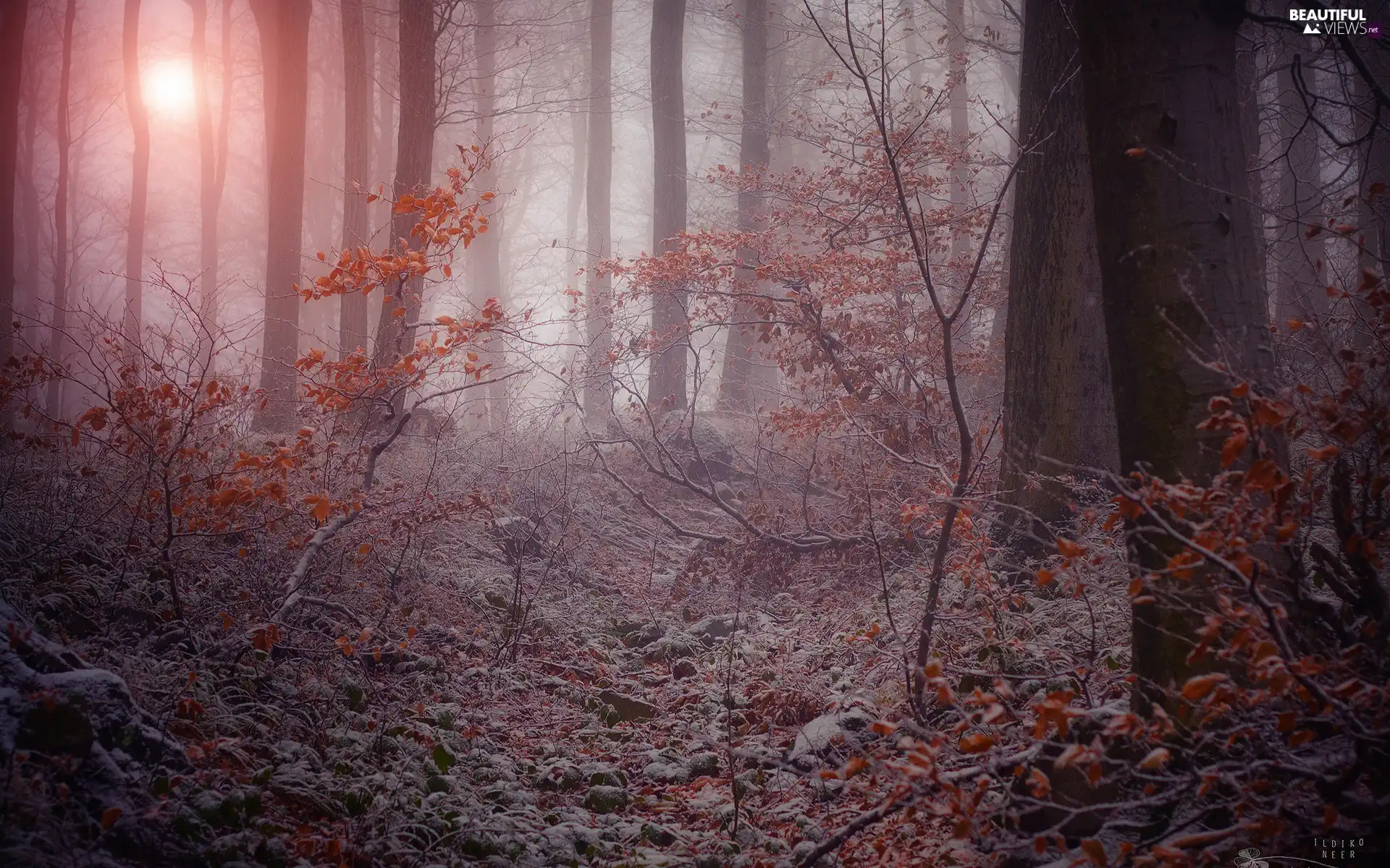 forest, winter, Frost