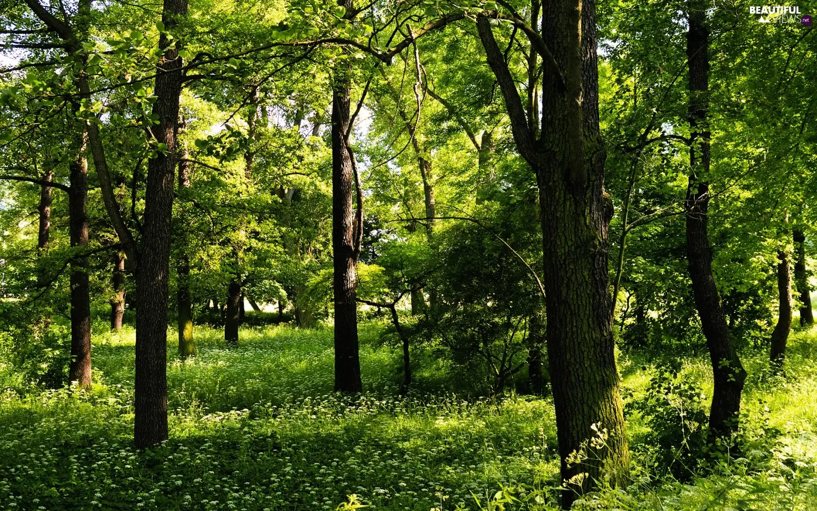 Green, forest