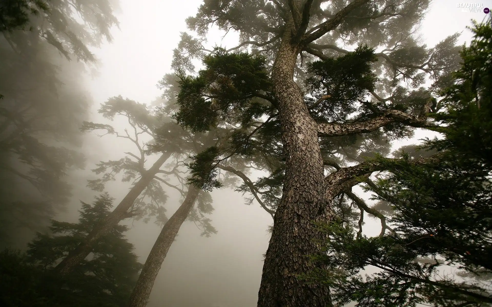 high, viewes, forest, trees