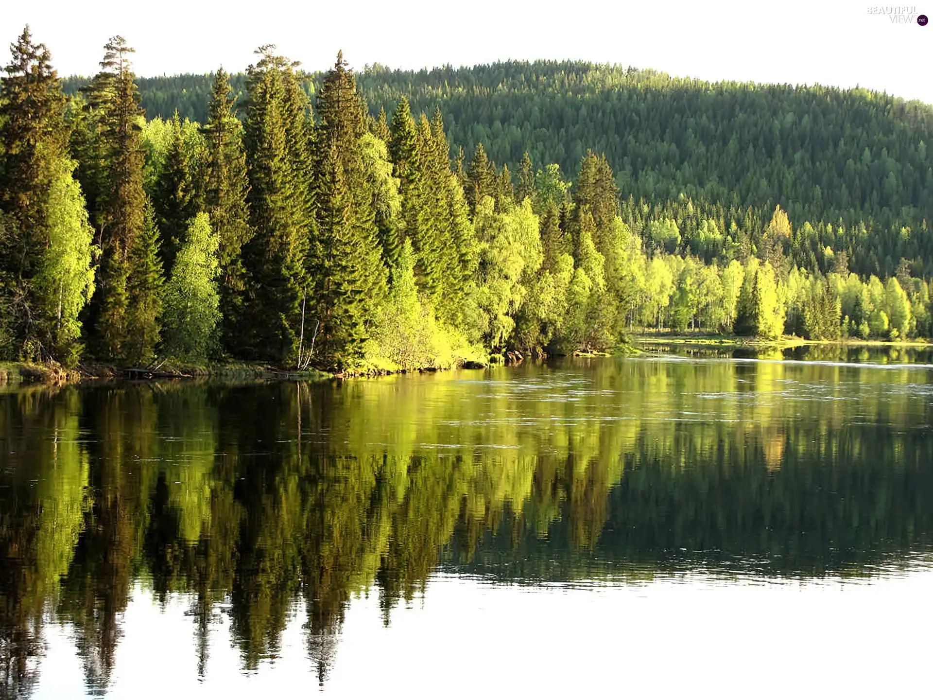 forest, Hill, lake