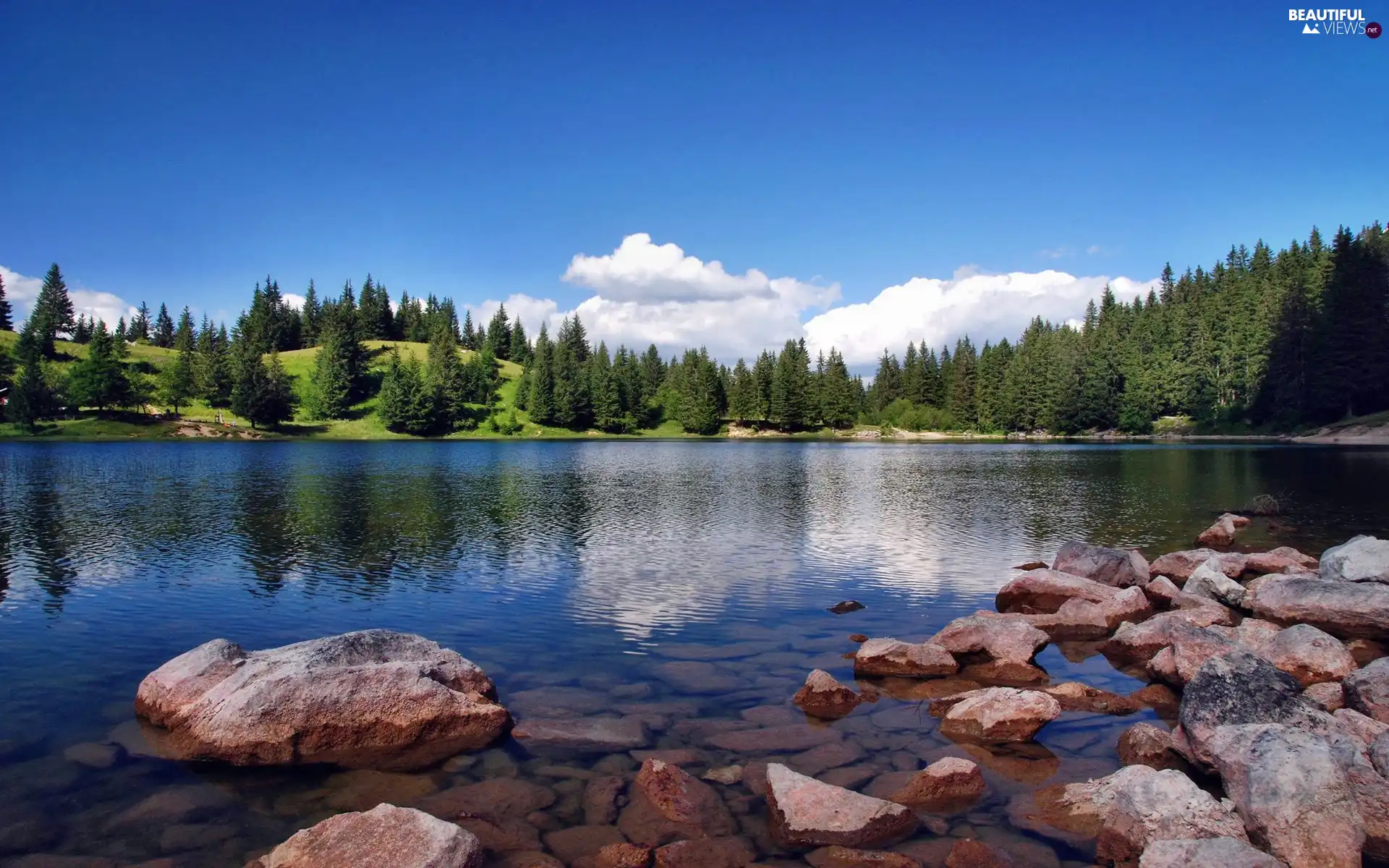 forest, Stones, lake