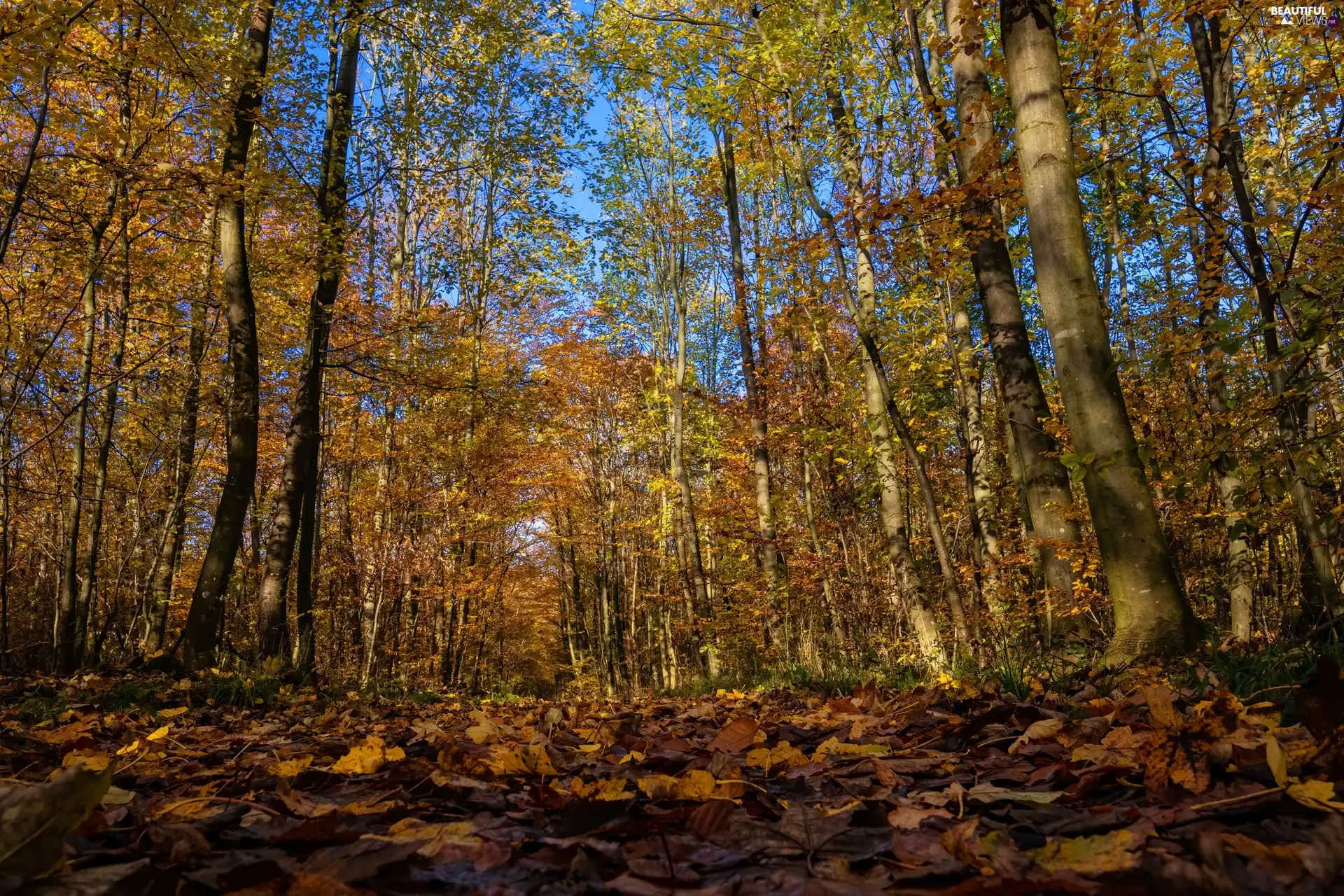 fallen, viewes, Leaf, forest, trees, Autumn, autumn