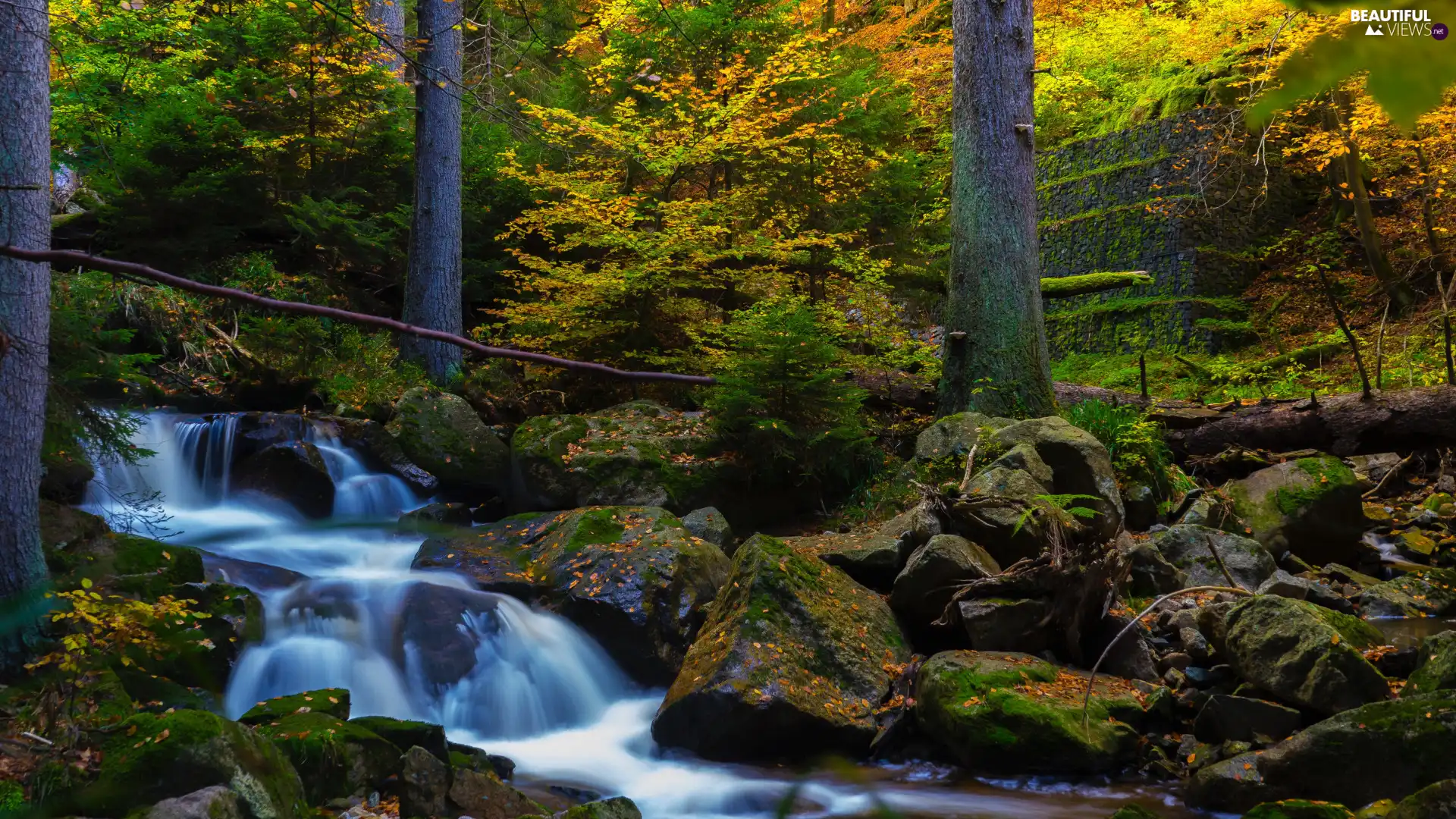 forest, autumn, trees, viewes, Leaf, Plants, mossy, Stones, stream