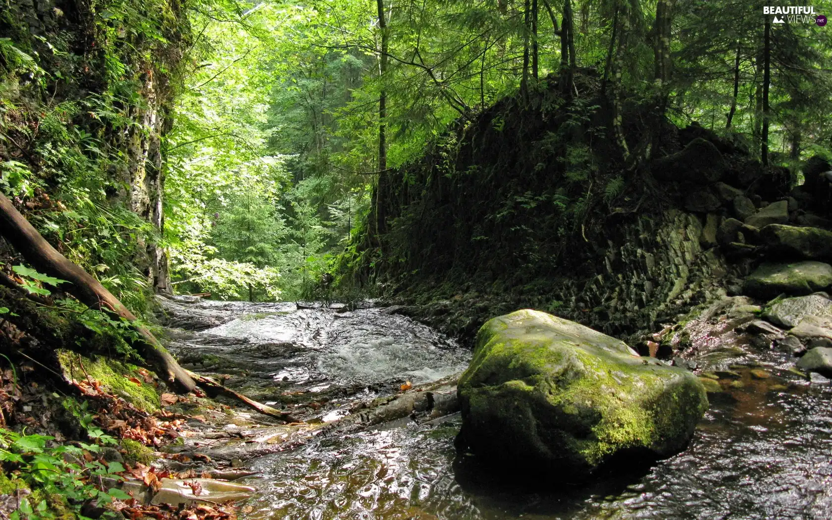 River, forest